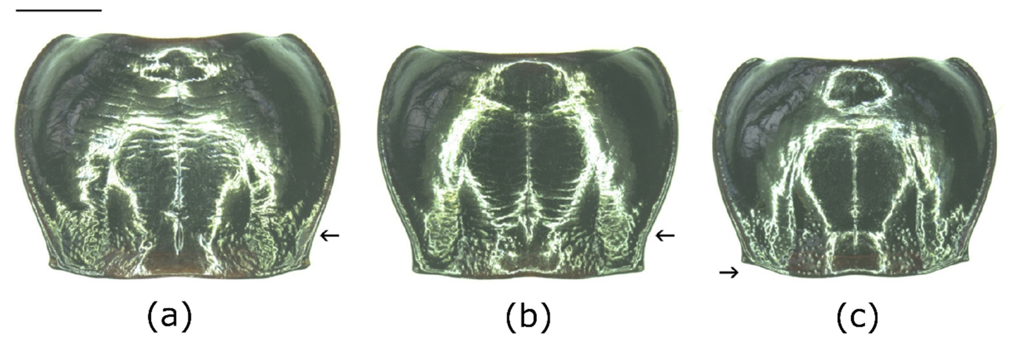 Insects 12 00084 g004