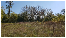 Insects 12 00096 i001