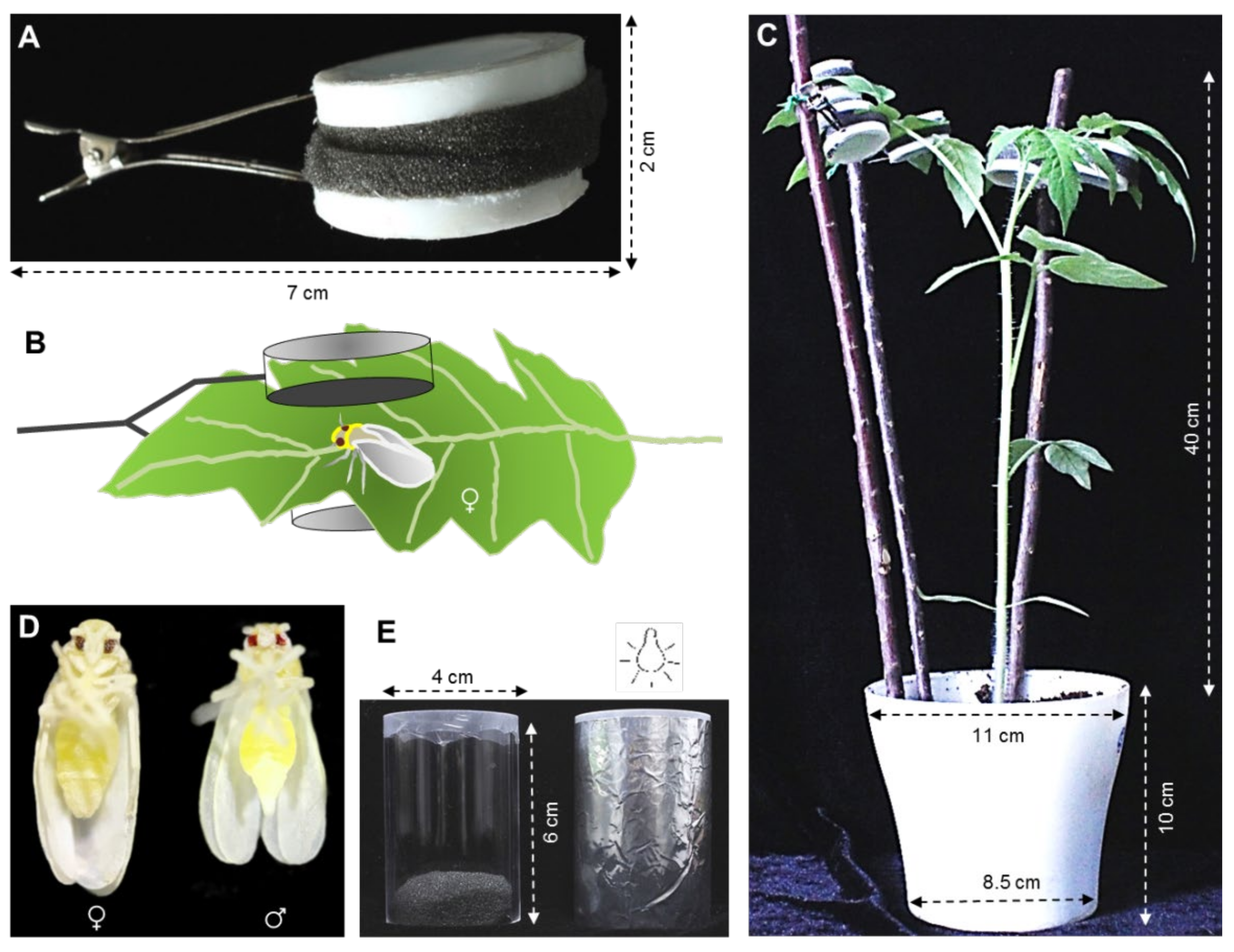 Insects 12 00101 g001 Insects 12 00101 g001