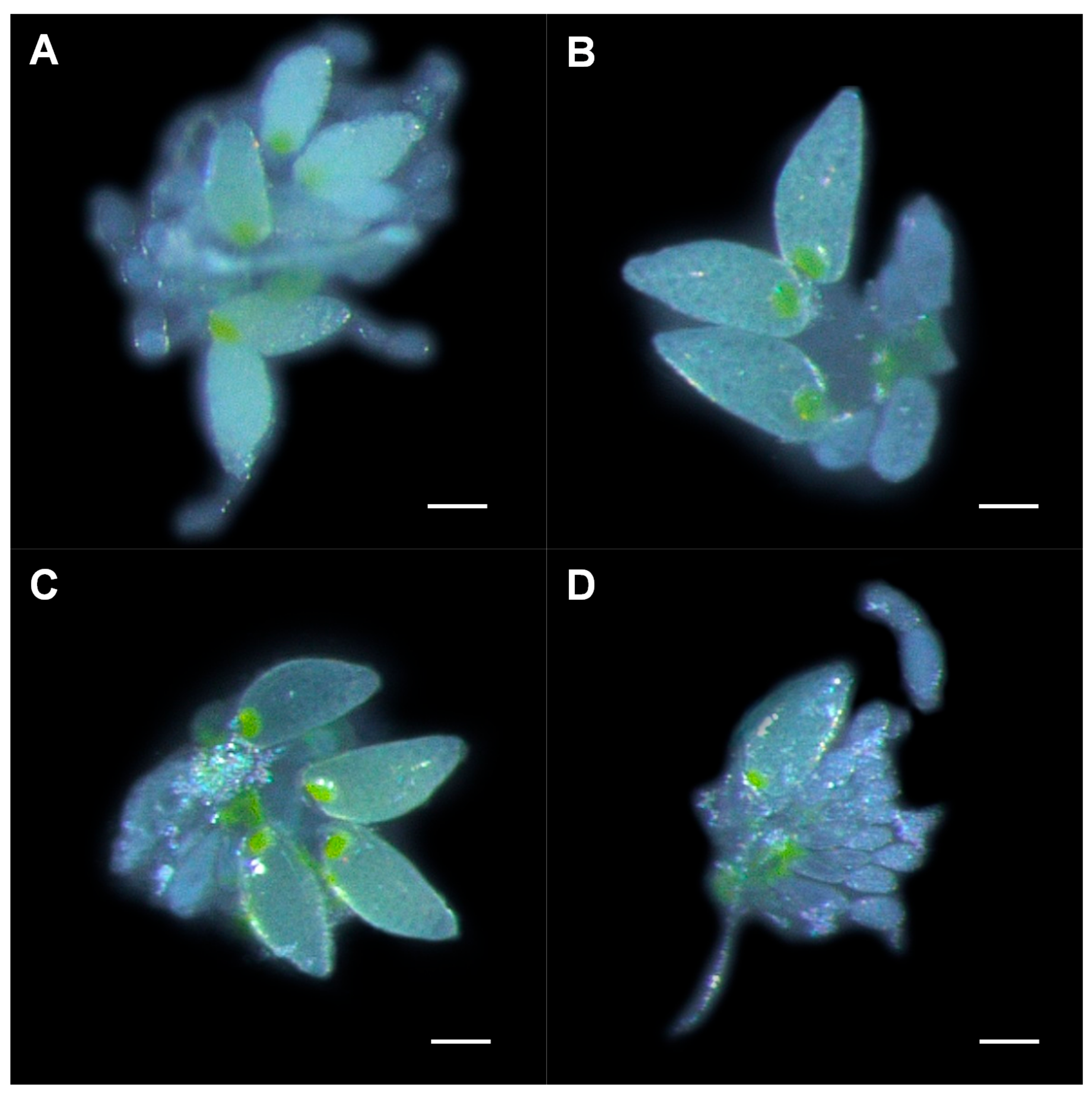 Insects 12 00101 g004 Insects 12 00101 g004