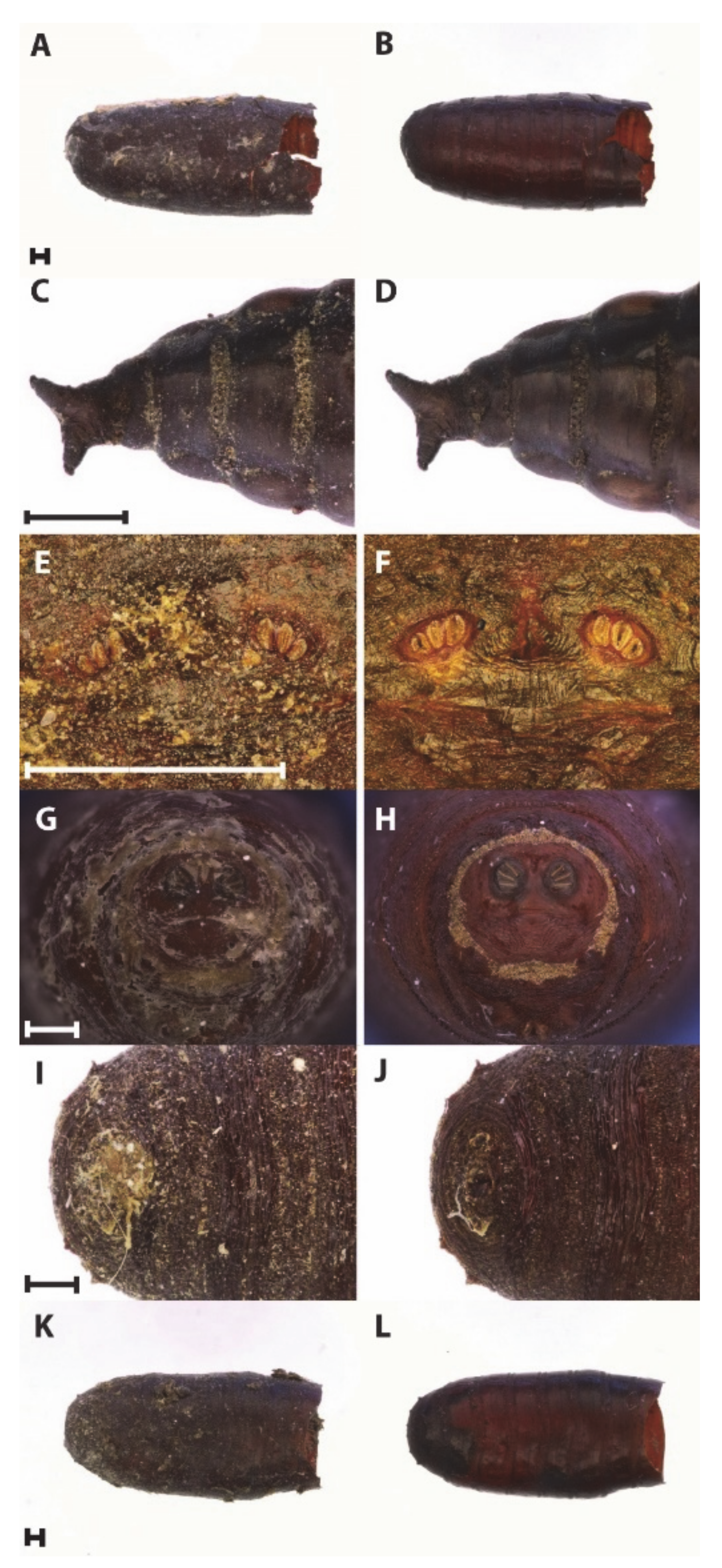 Insects 12 00104 g001