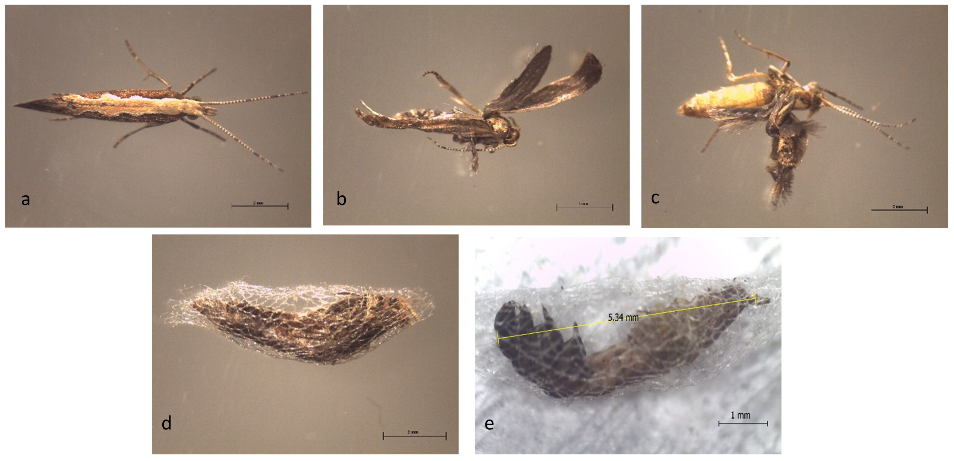 Insects 12 00109 g002