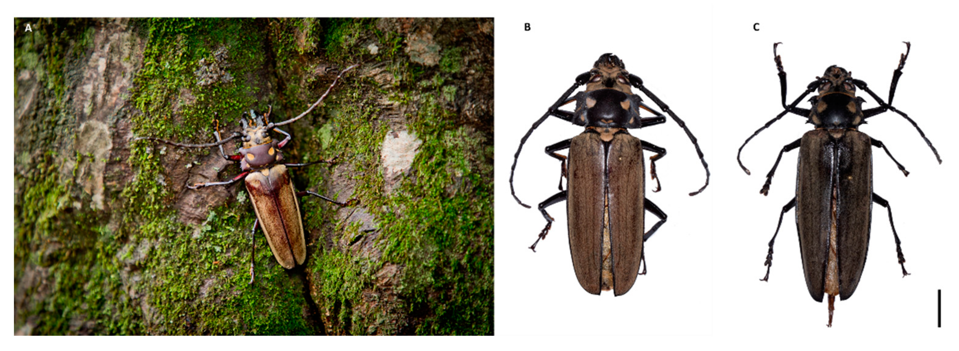 Insects 12 00111 g001