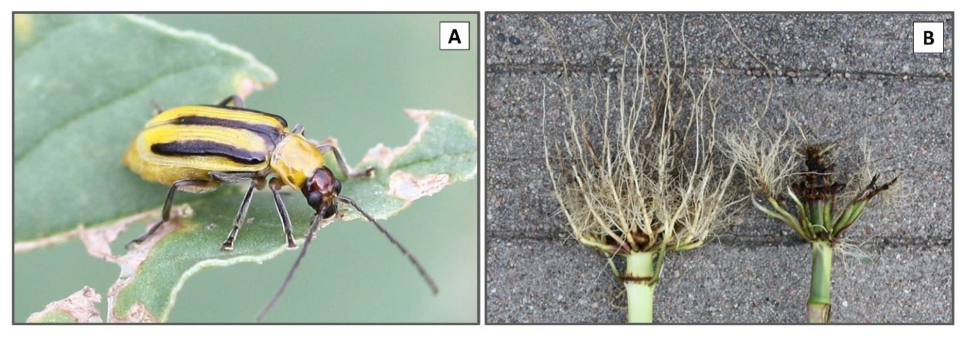 Insects Free Full-Text The Use of Insecticides to Manage the Western Corn Rootworm, Diabrotica virgifera virgifera, LeConte History, Field-Evolved Resistance, and Associated Mechanisms picture photo