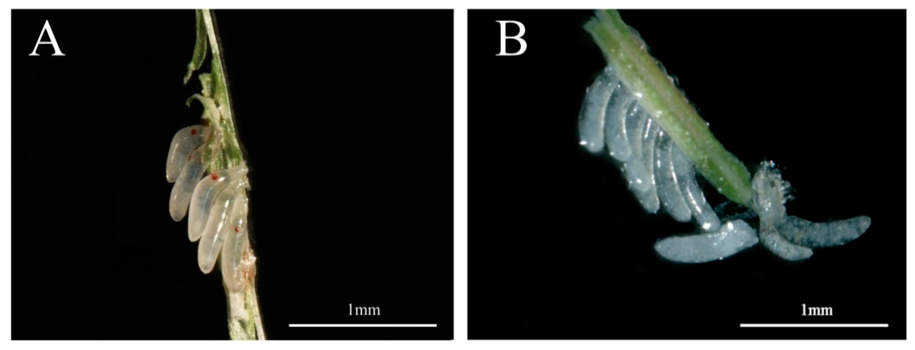 Insects 12 00114 g003 Insects 12 00114 g003