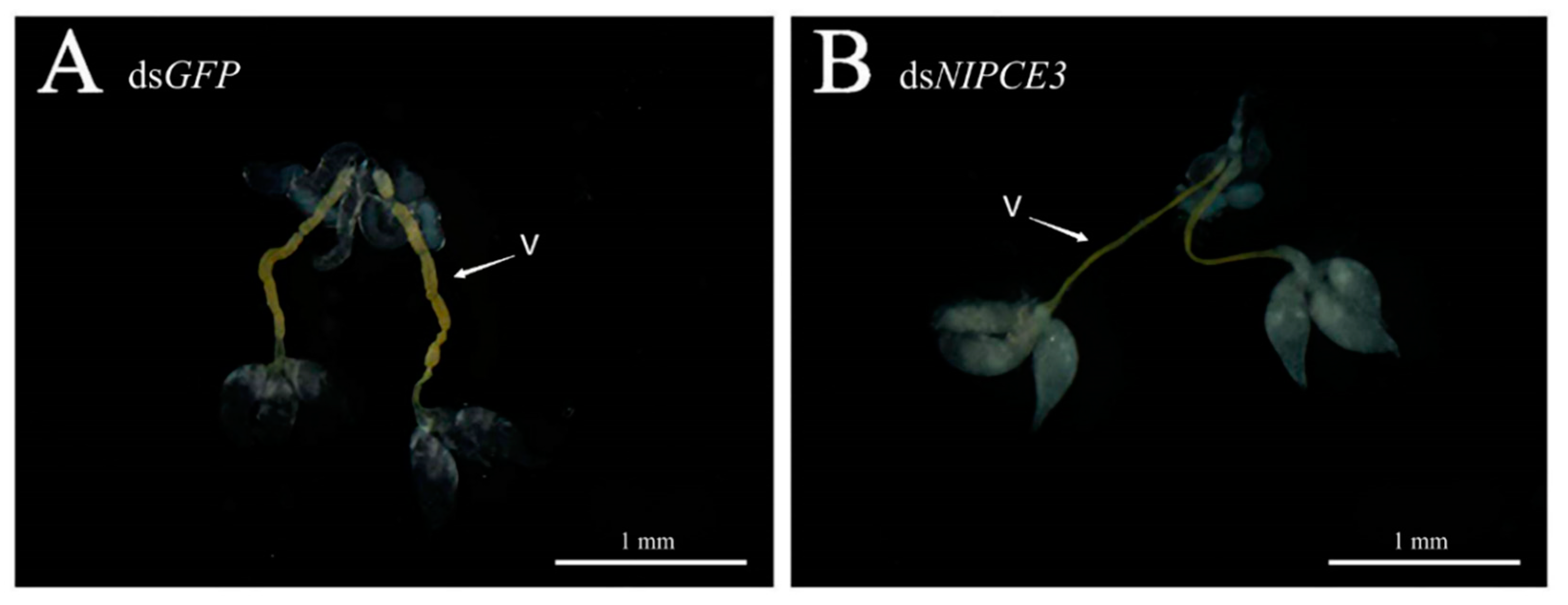 Insects 12 00114 g004 Insects 12 00114 g004