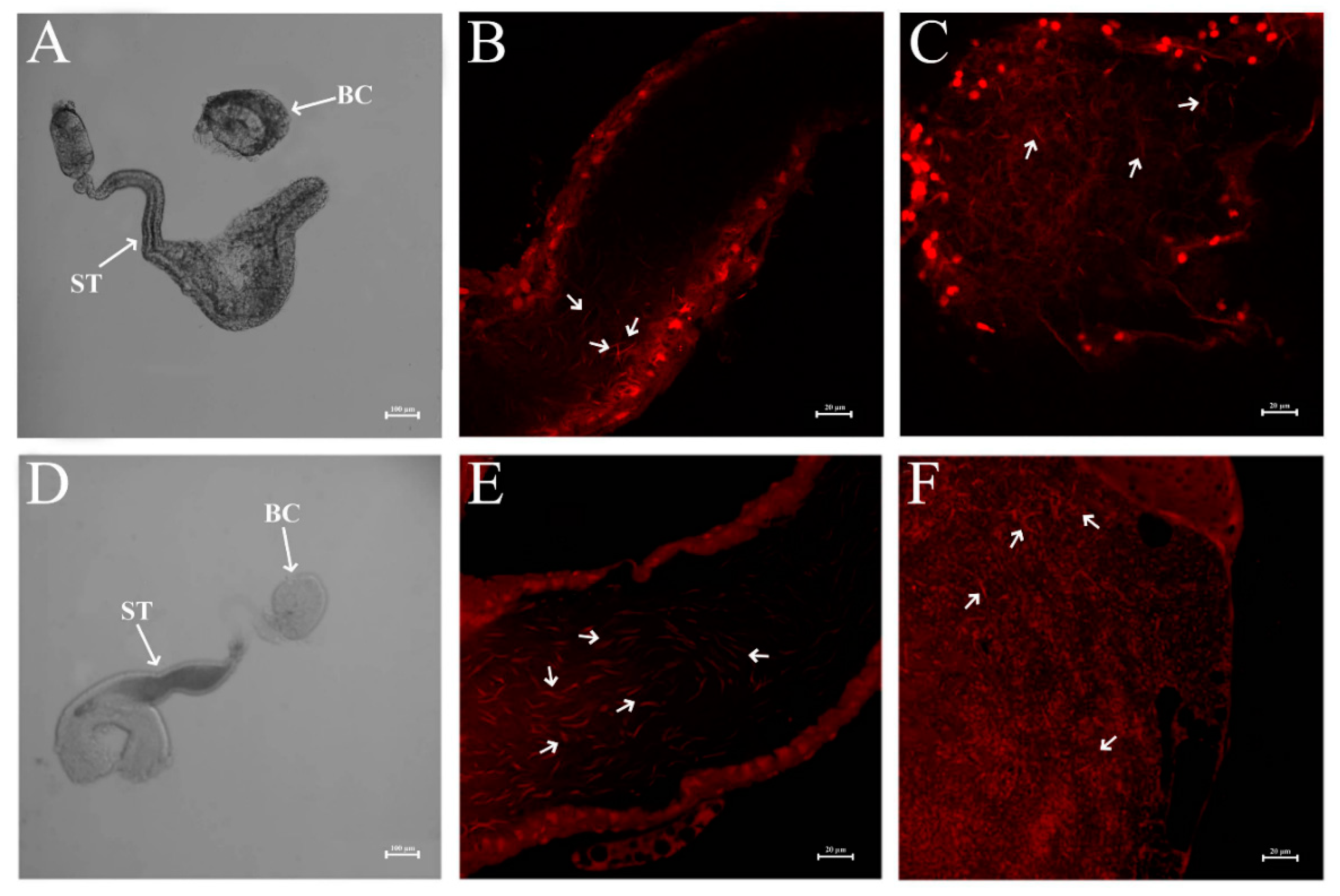 Insects 12 00114 g006 Insects 12 00114 g006