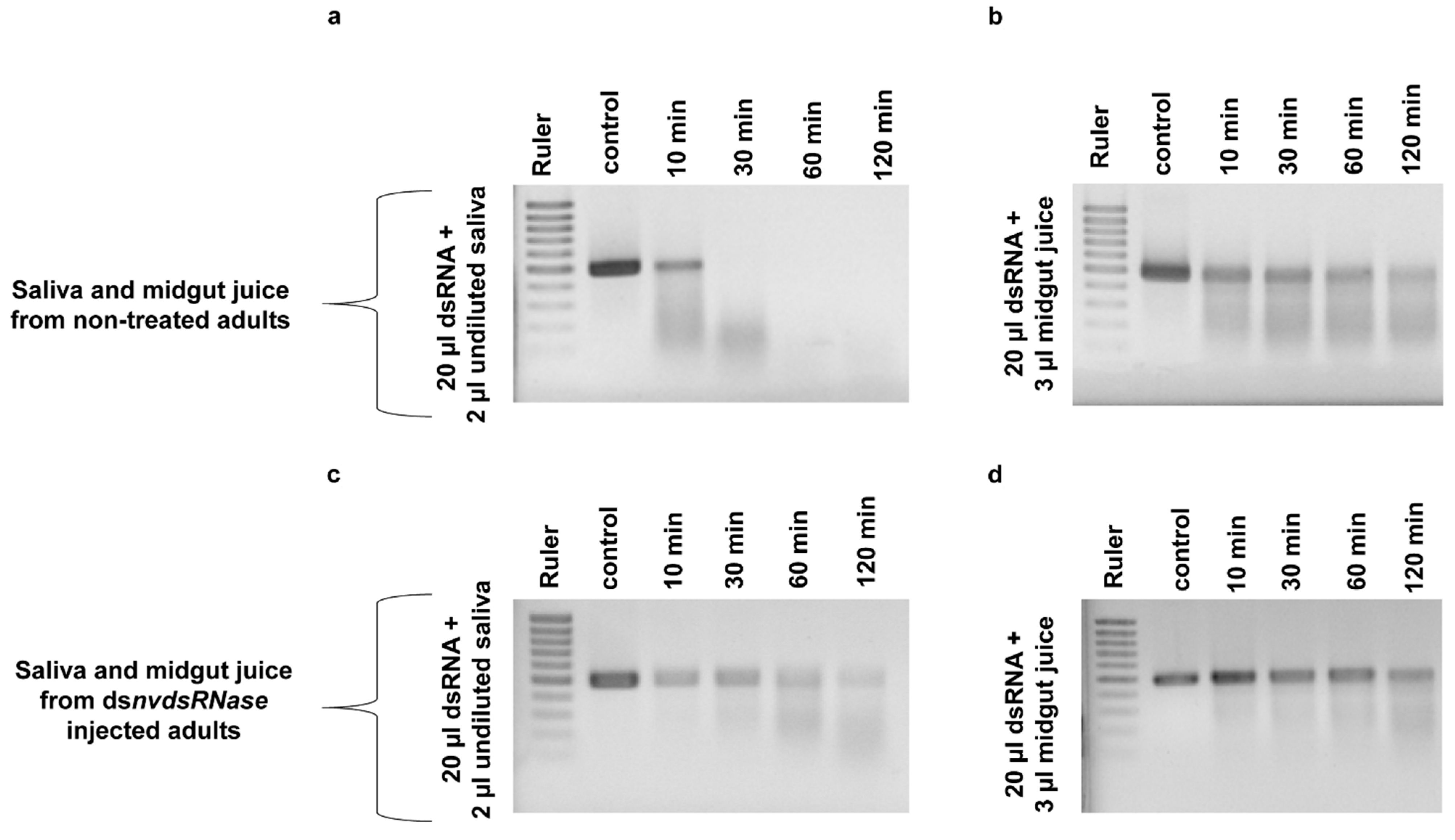 Insects 12 00115 g005