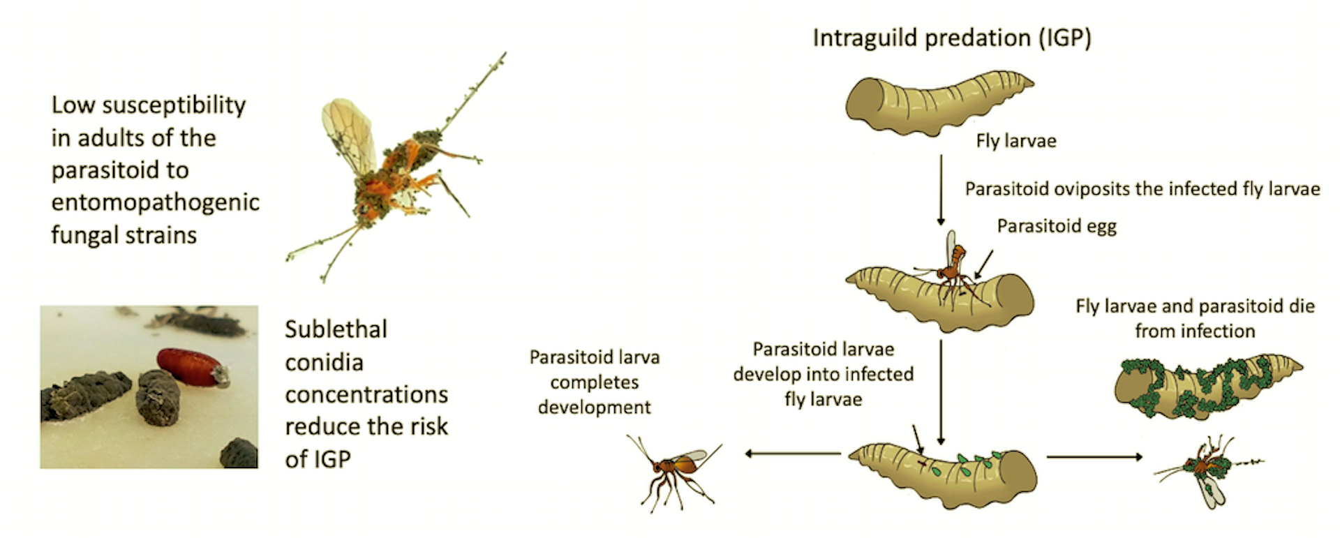 insects free full text impact of metarhizium robertsii on adults of the parasitoid diachasmimorpha longicaudata and parasitized anastrepha ludens larvae html insects free full text impact of metarhizium robertsii on adults of the parasitoid diachasmimorpha longicaudata and parasitized anastrepha ludens larvae html