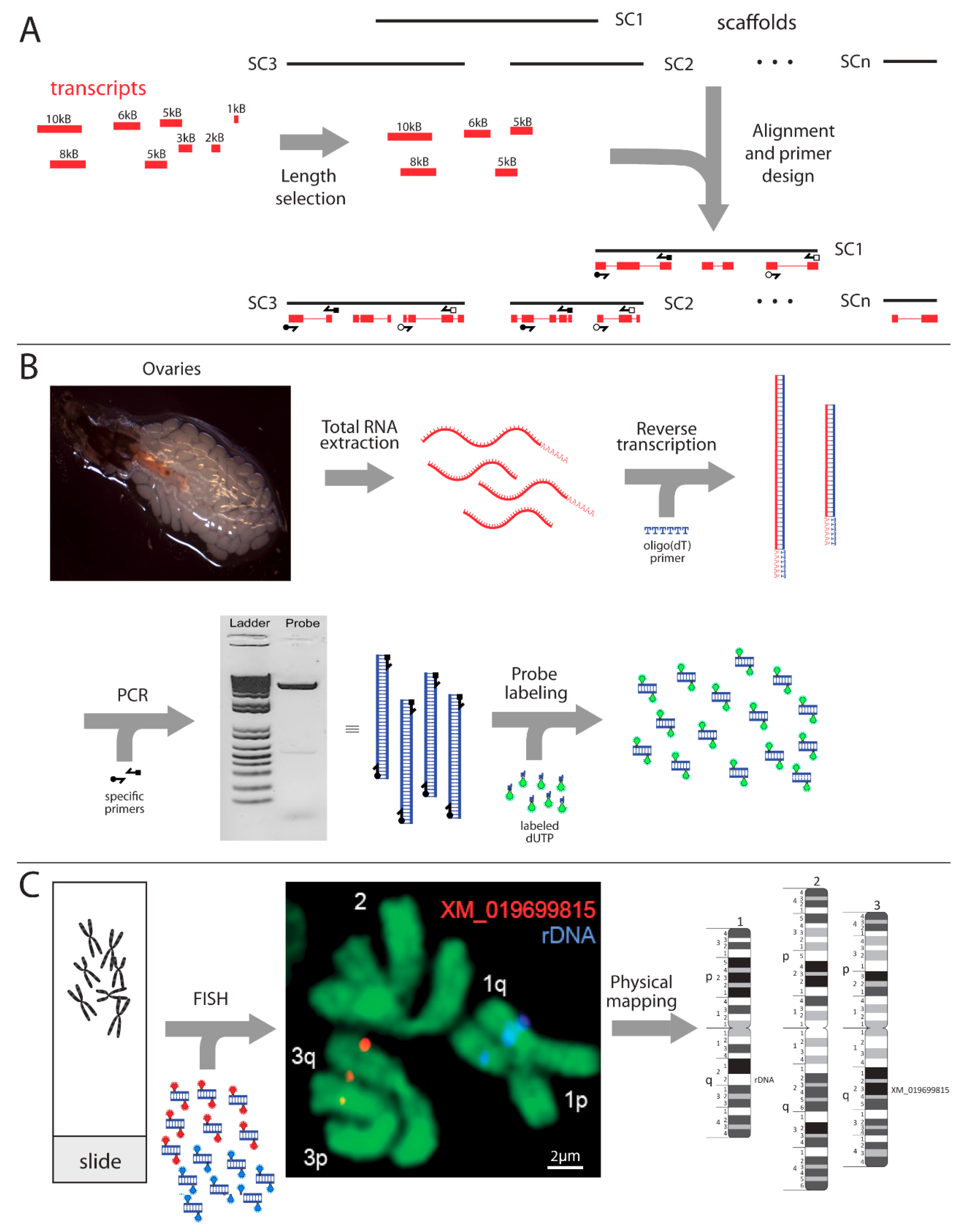 Insects 12 00138 g001 Insects 12 00138 g001