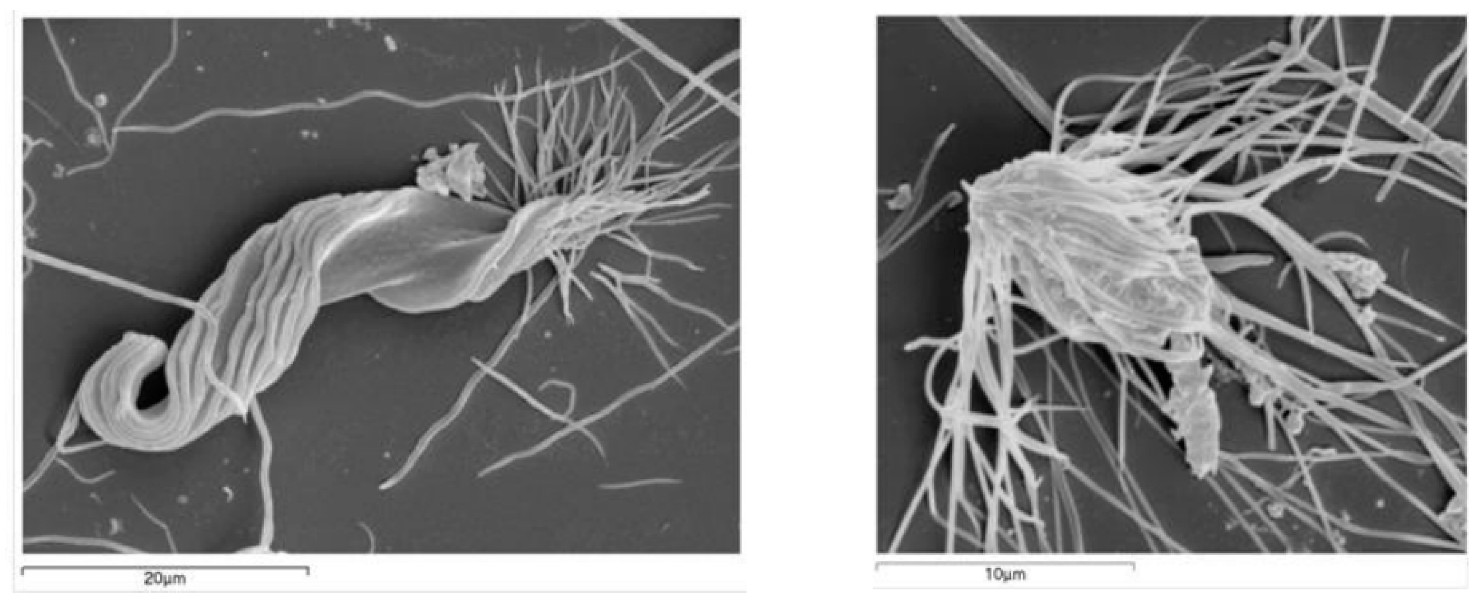 Insects 12 00139 g001