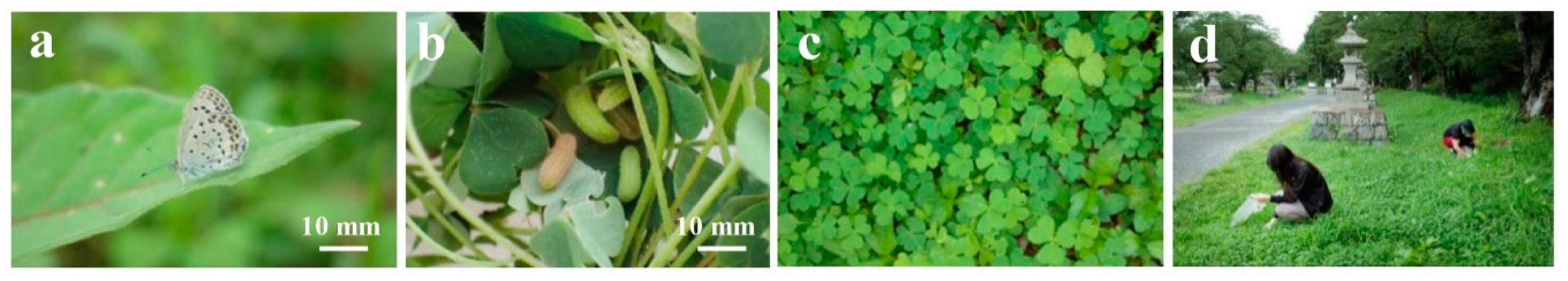 Insects 12 00149 g001 Insects 12 00149 g001