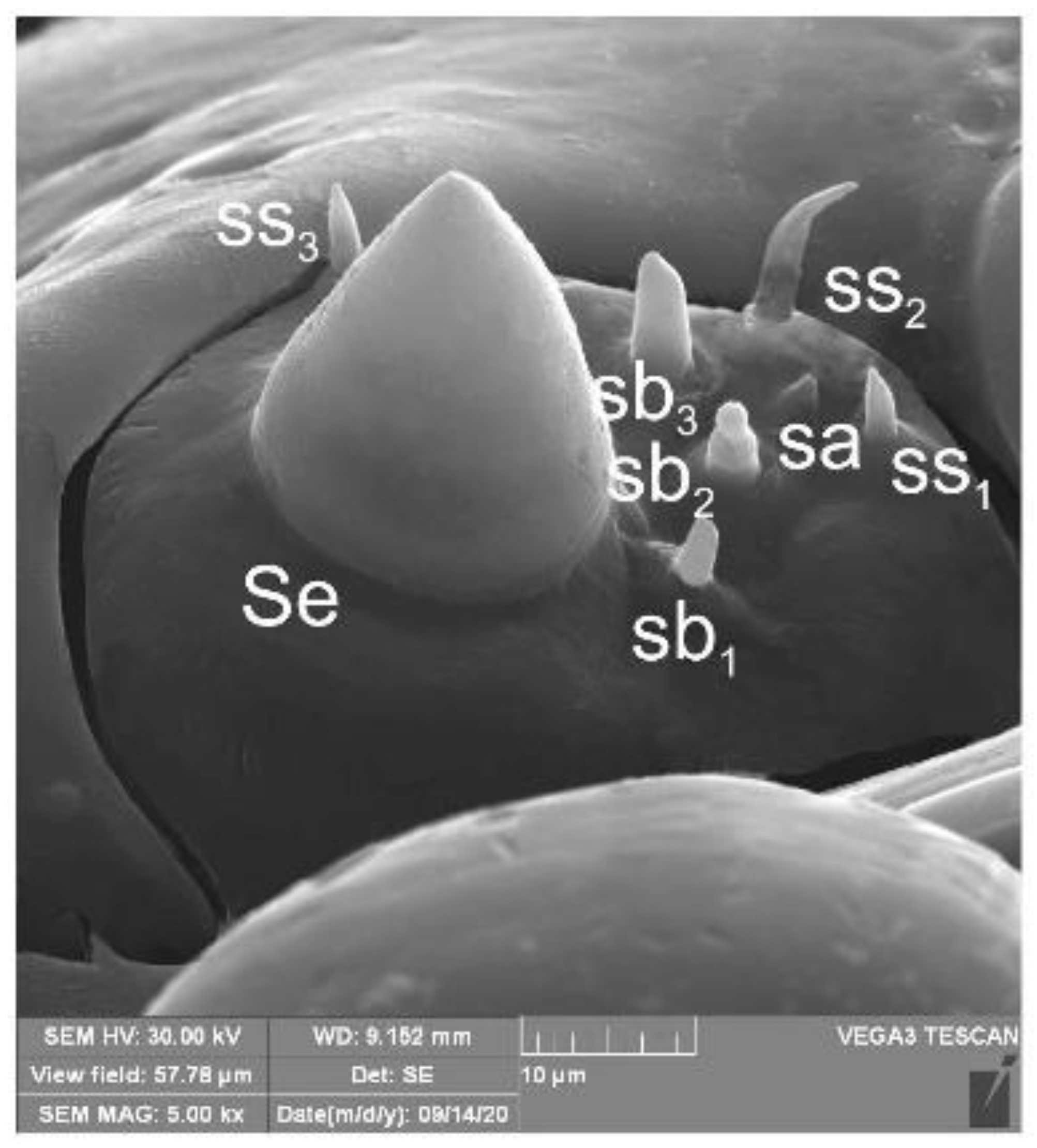 Insects 12 00151 g007
