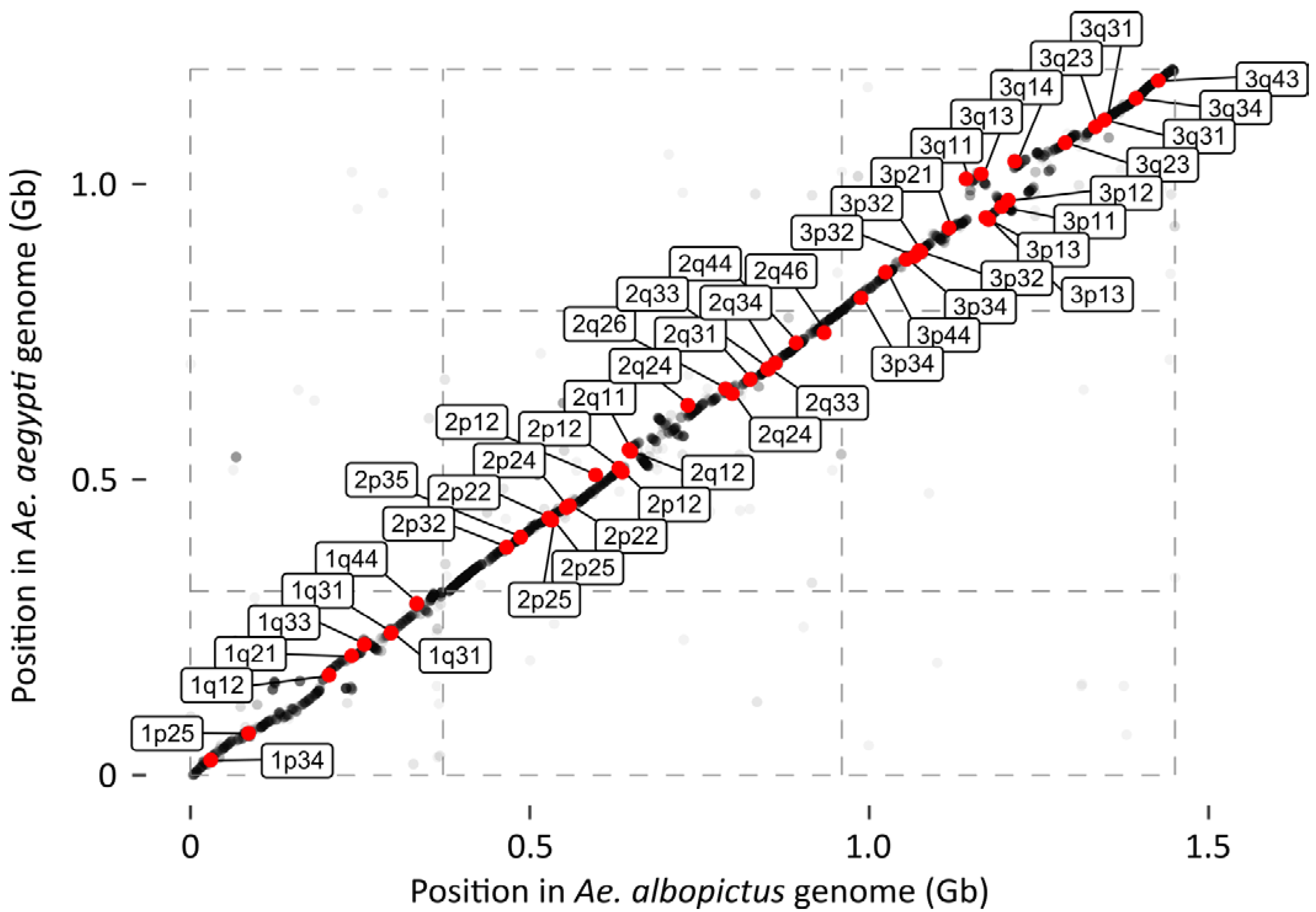 Insects Free Full Text A Linkage Based Genome Assembly For The Mosquito Aedes Albopictus And Identification Of Chromosomal Regions Affecting Diapause Html