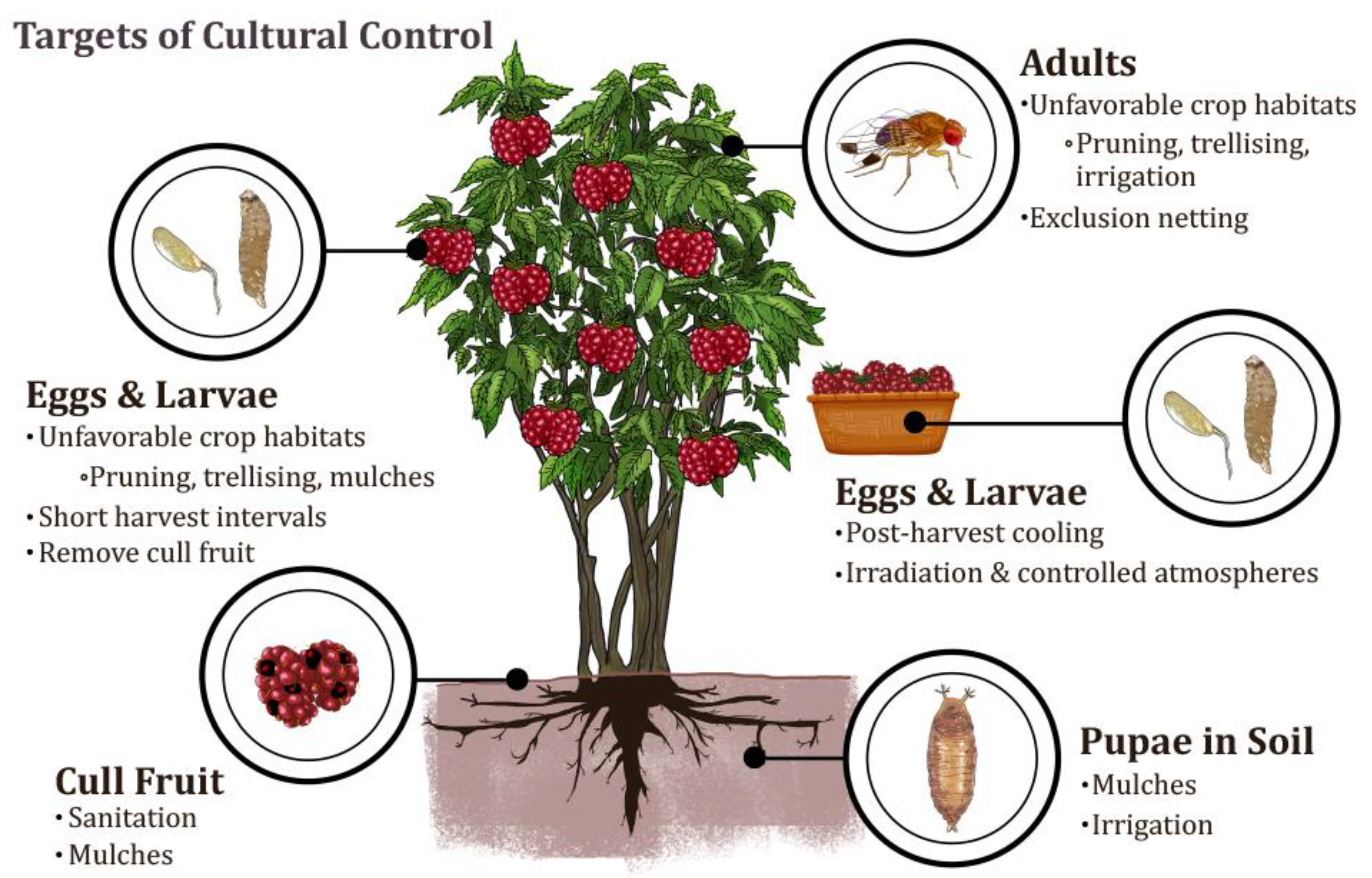 Insects Free Full-Text Cultural Control of Drosophila suzukii in Small Fruit—Current and Pending Tactics in the U.S. pic