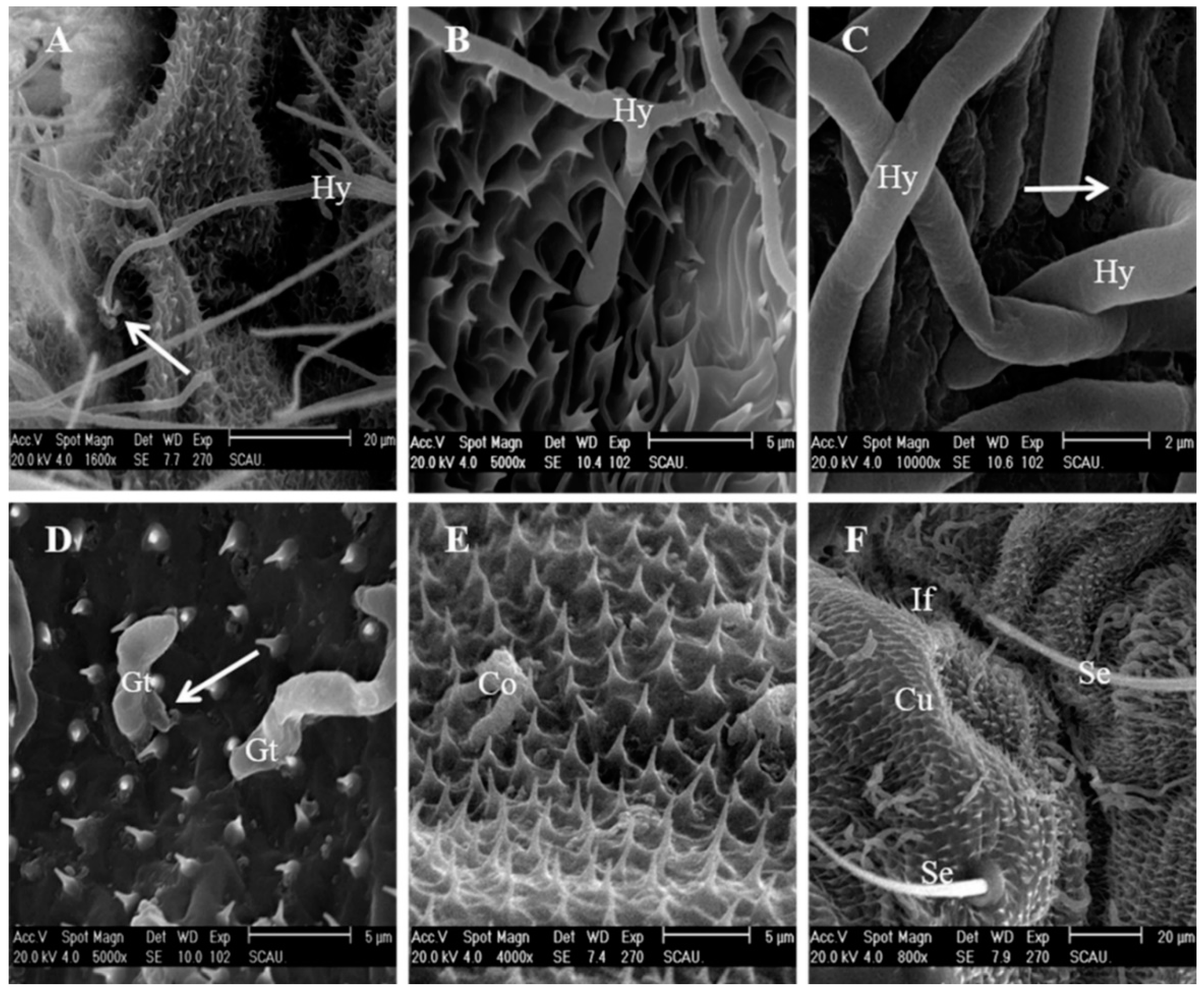 Insects 12 00179 g004