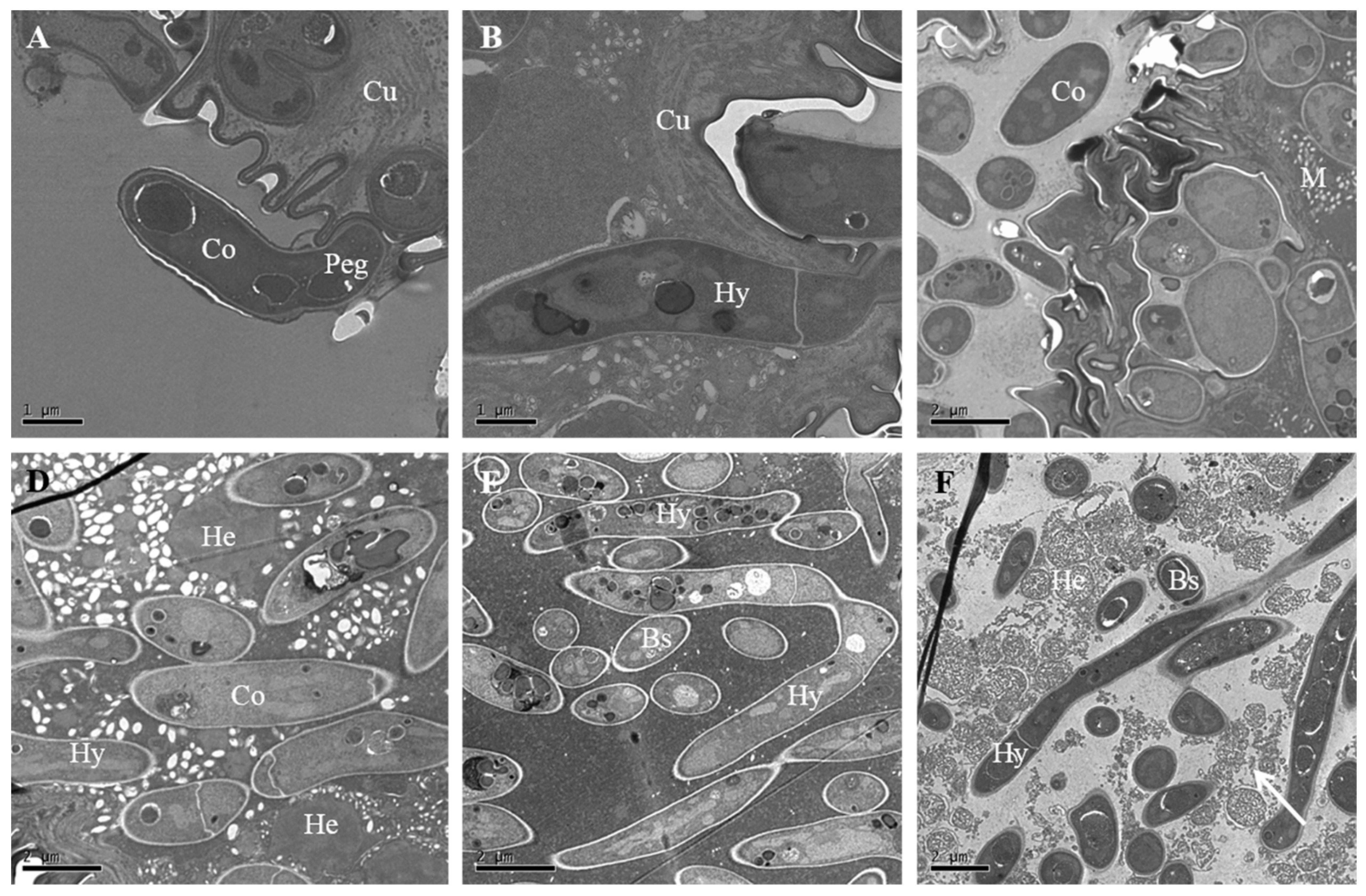 Insects 12 00179 g006