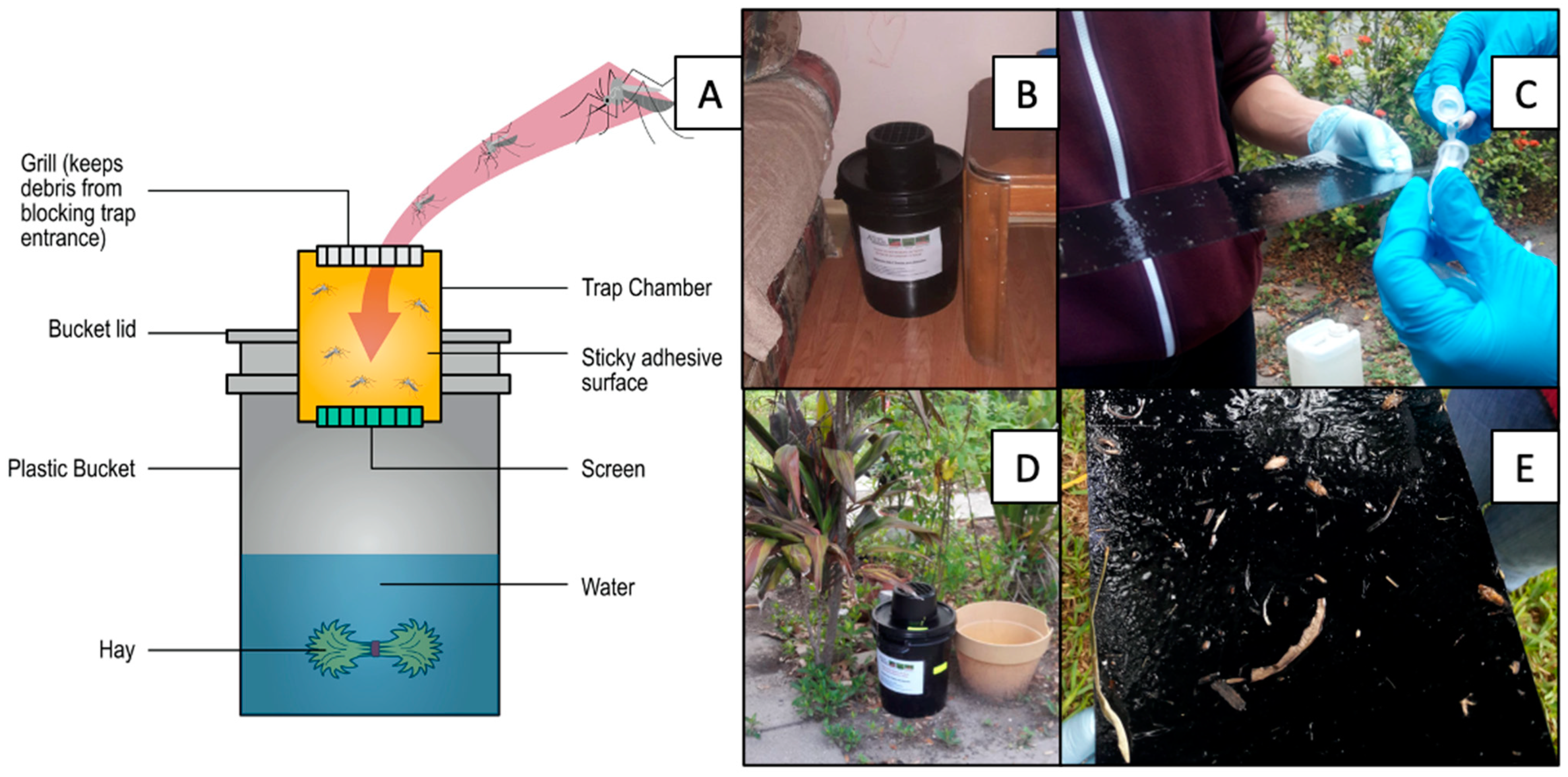 Insects 12 00183 g002 Insects 12 00183 g002