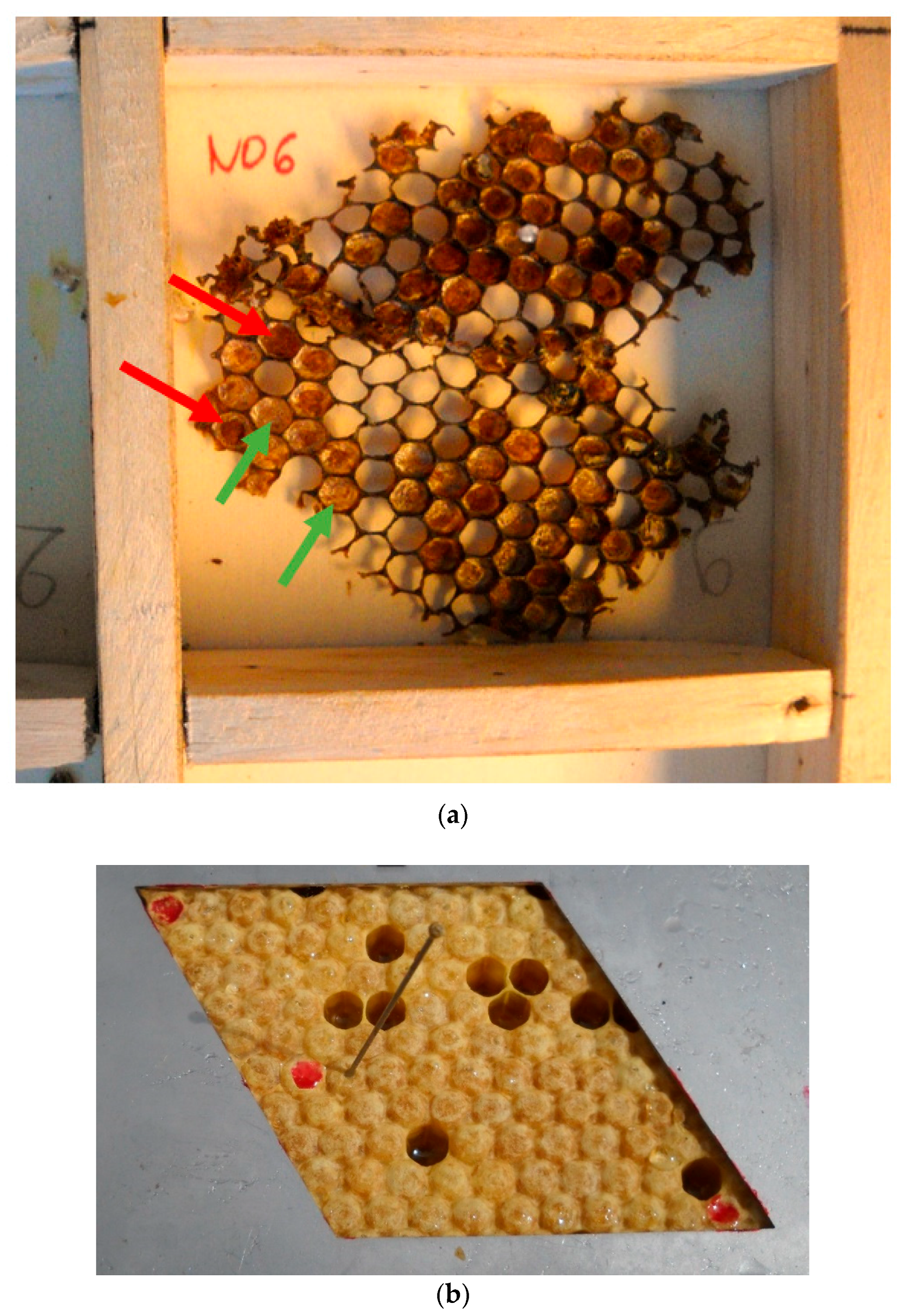 Insects 12 00216 g001 Insects 12 00216 g001