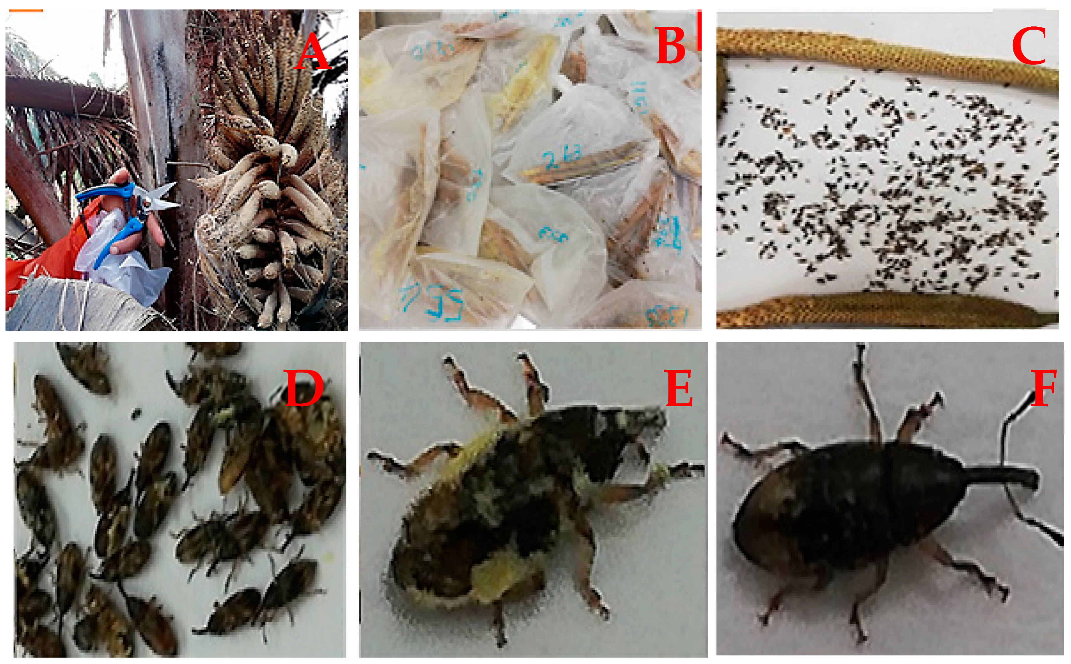 Insects 12 00221 g002 Insects 12 00221 g002