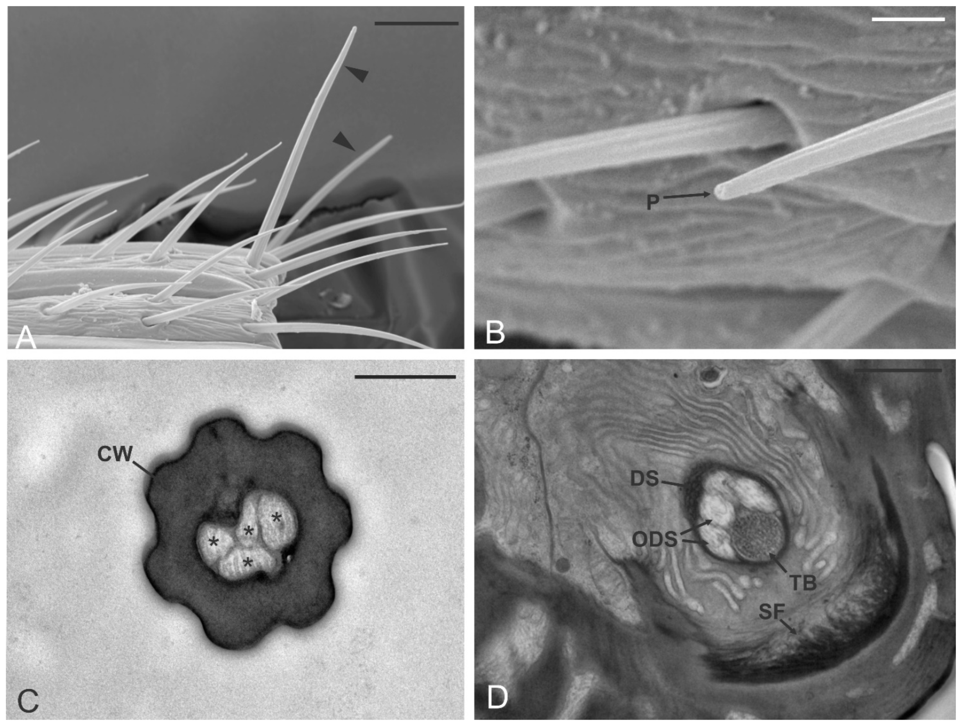 Insects 12 00231 g004