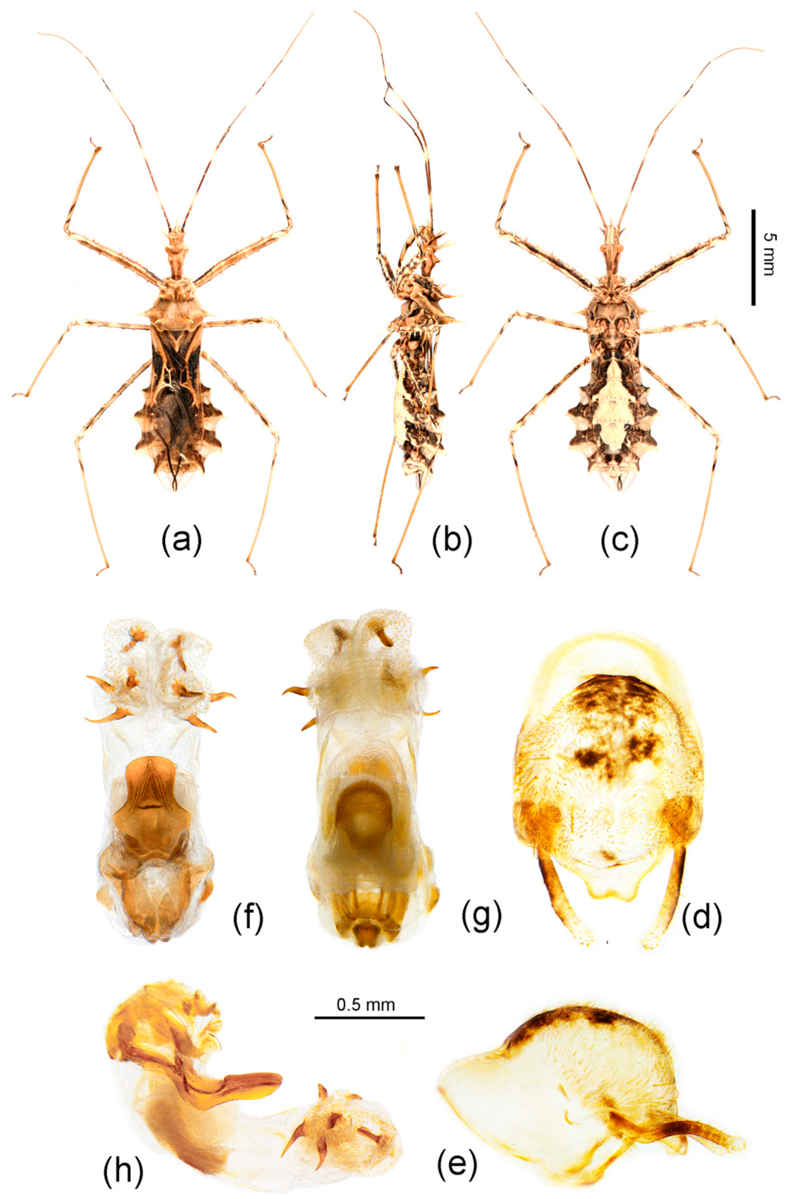 Insects 12 00251 g007