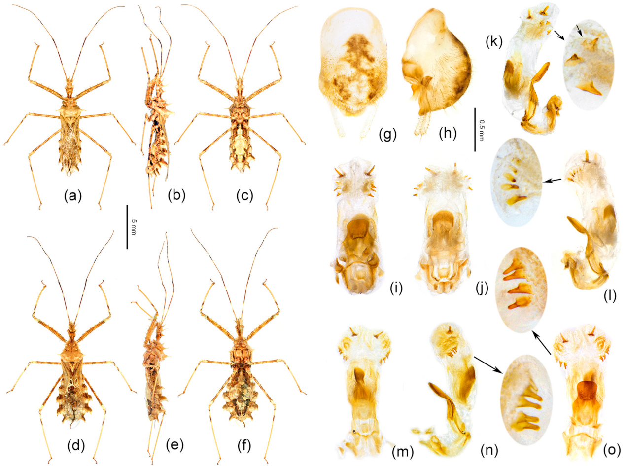 Insects 12 00251 g009