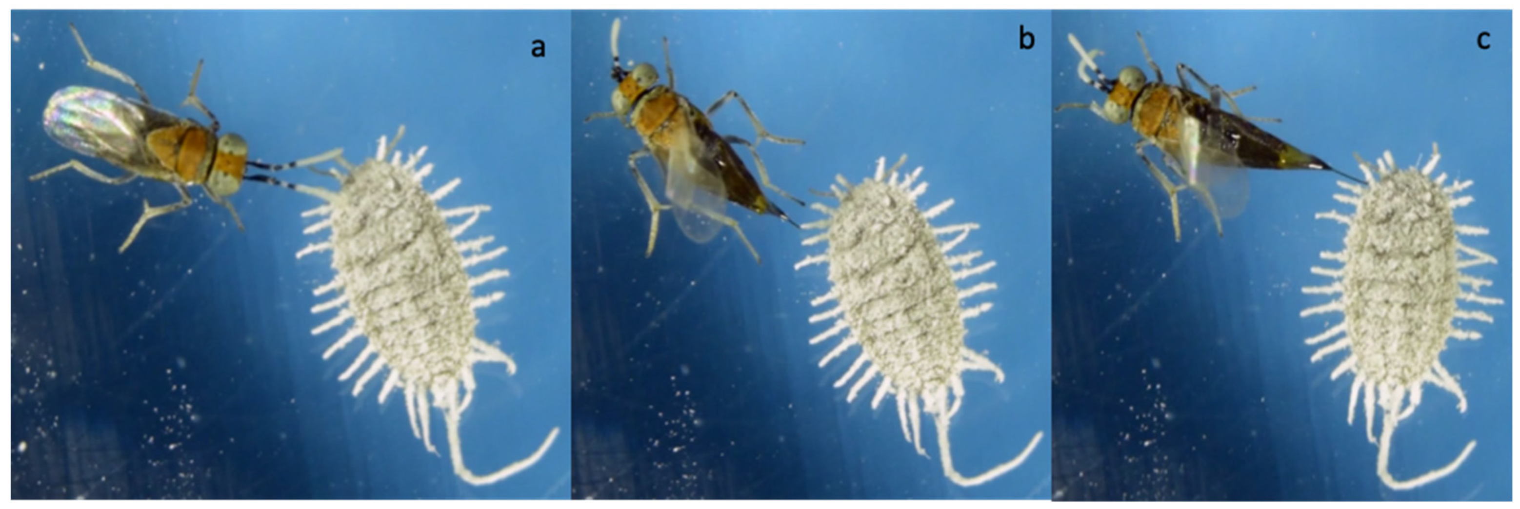 Insects 12 00257 g002