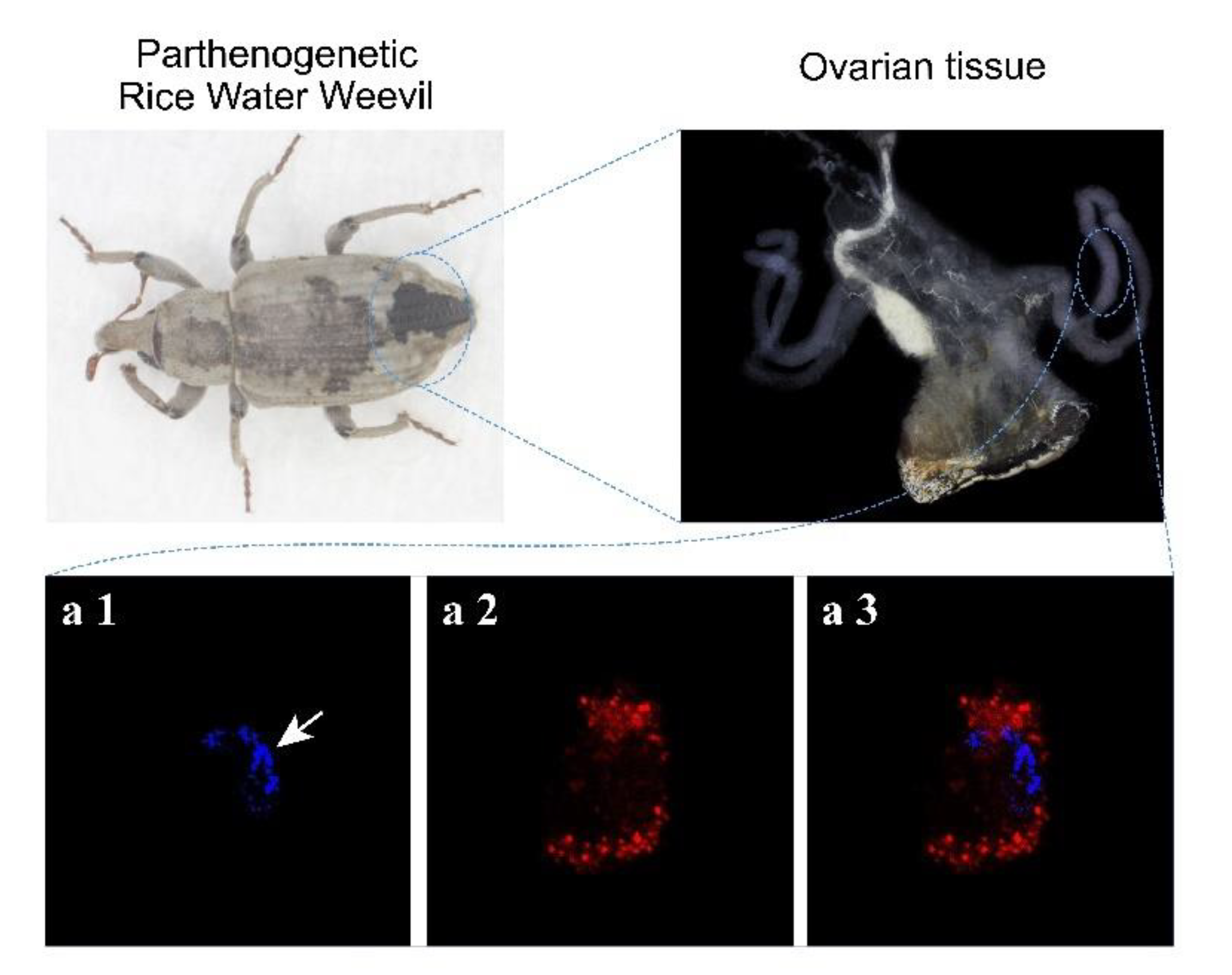 Insects 12 00278 g001 Insects 12 00278 g001