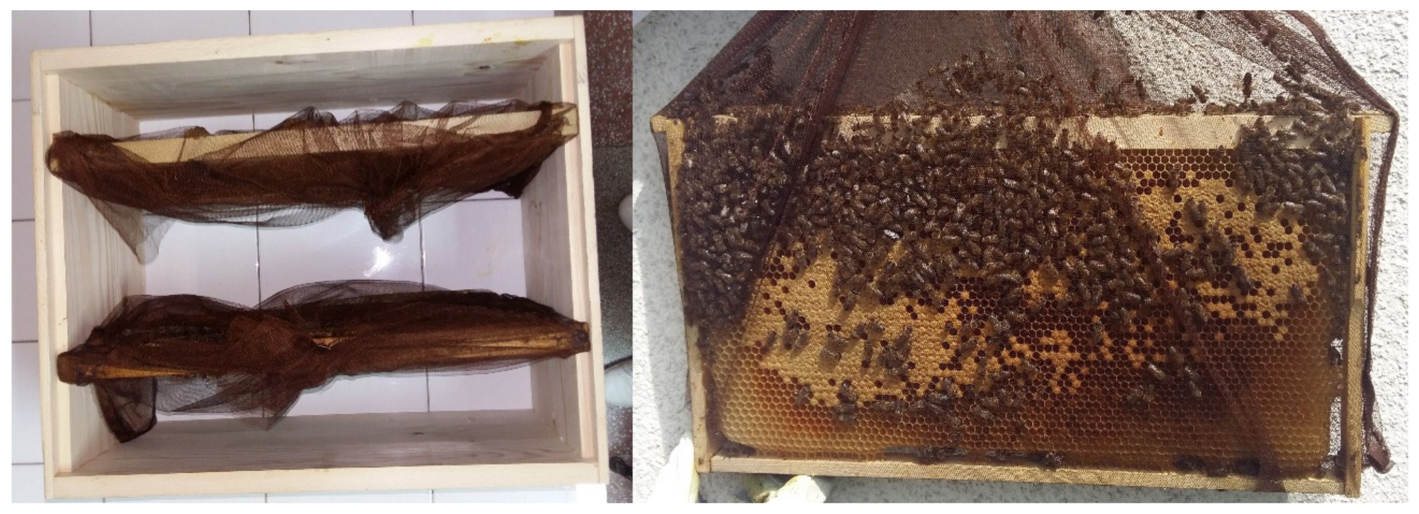 The Surprising Architecture in Bees' Honeycombs