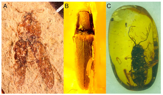 | Elateroidea): Insects Fossil | Future The of Free Current Record Problems (Coleoptera: Described Elateridae Prospects Full-Text Species, and