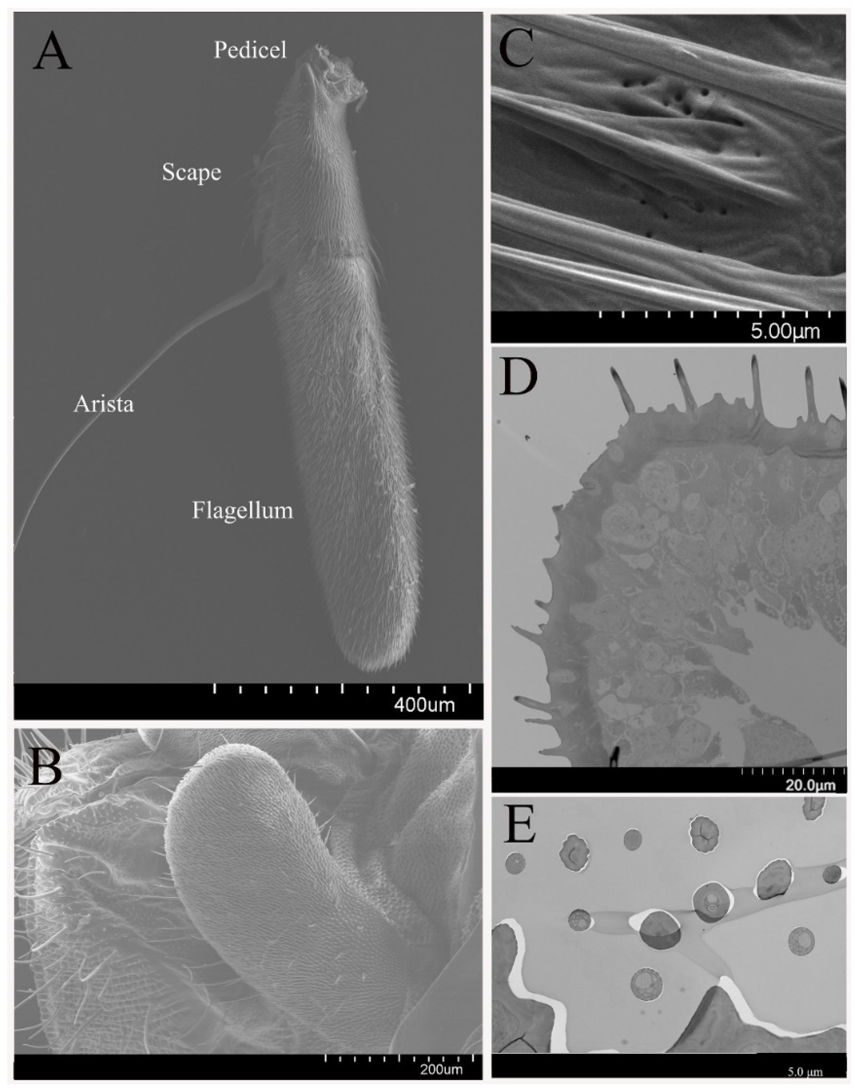 Insects 12 00289 g001 Insects 12 00289 g001