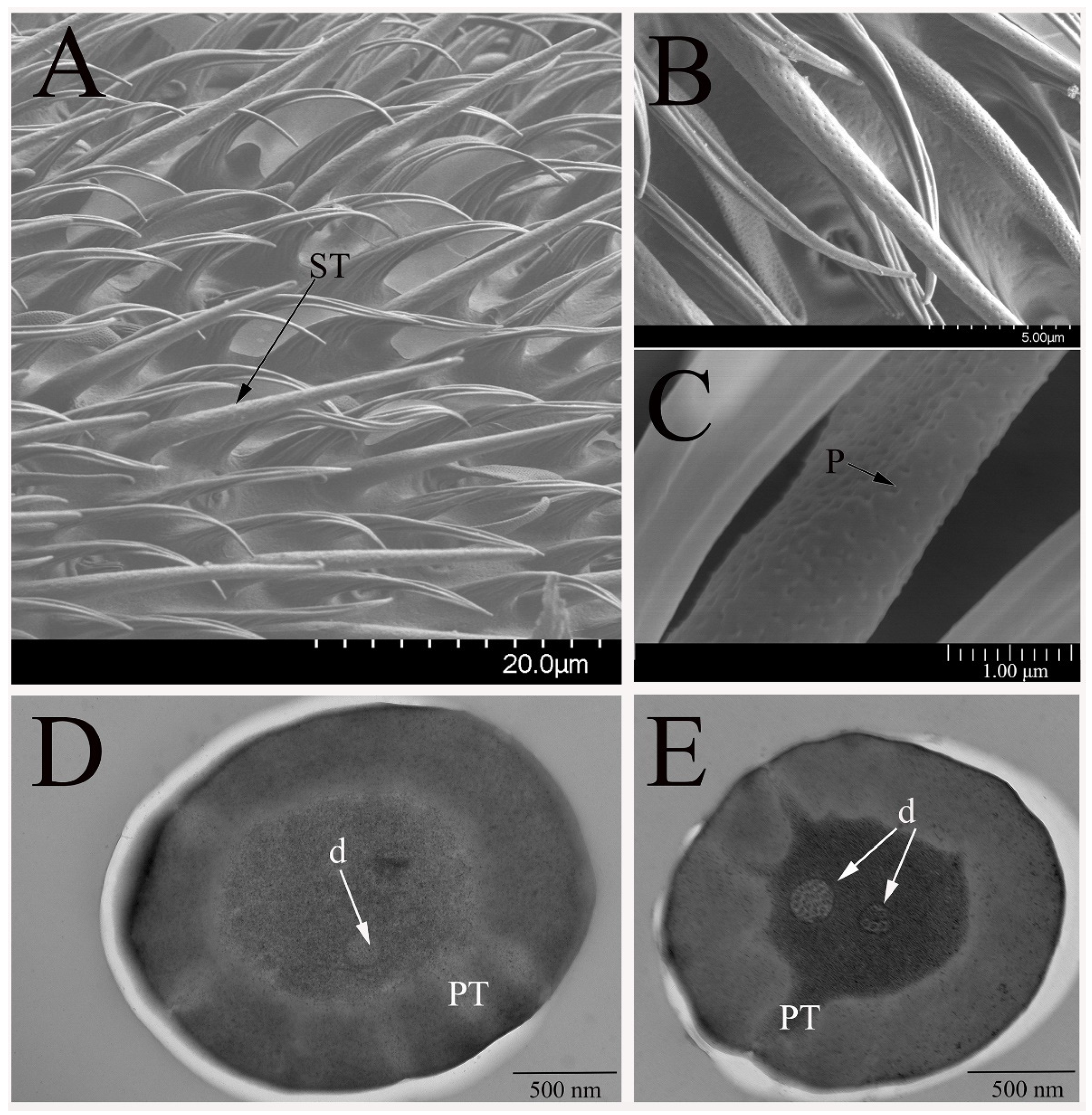 Insects 12 00289 g002 Insects 12 00289 g002