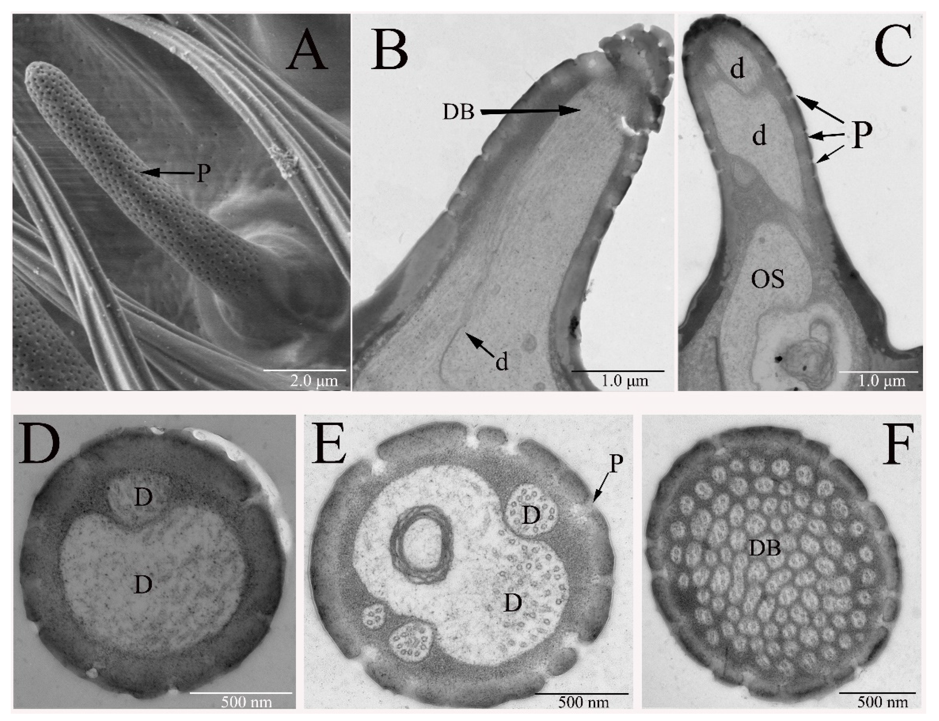 Insects 12 00289 g003 Insects 12 00289 g003