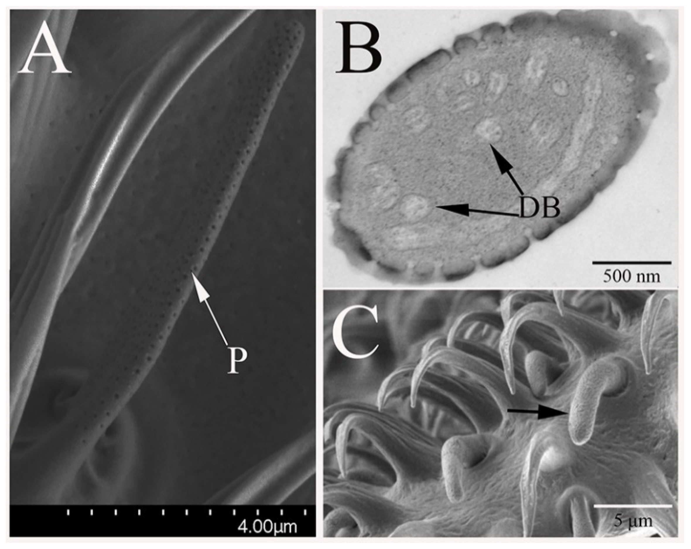 Insects 12 00289 g004 Insects 12 00289 g004