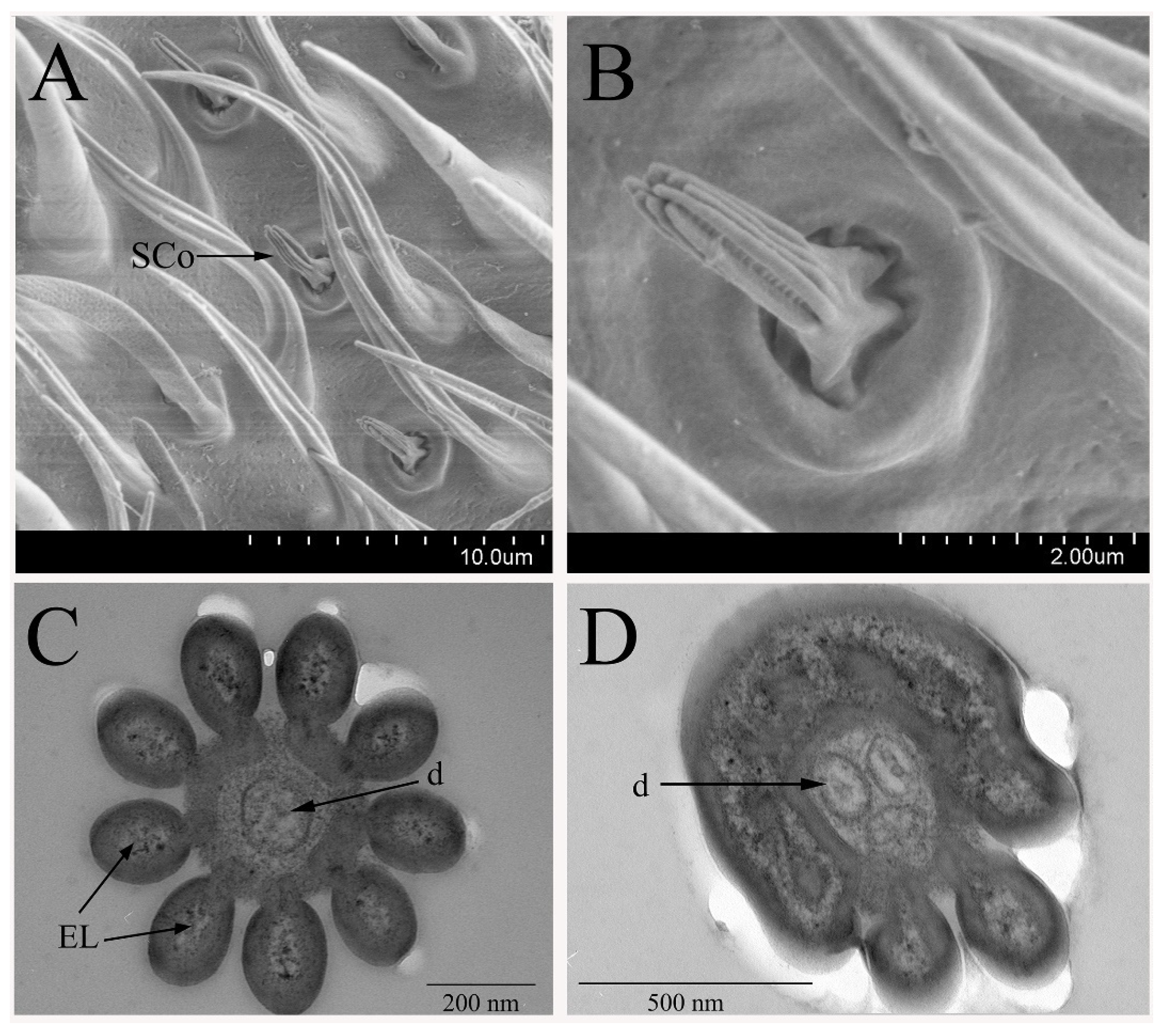 Insects 12 00289 g005 Insects 12 00289 g005