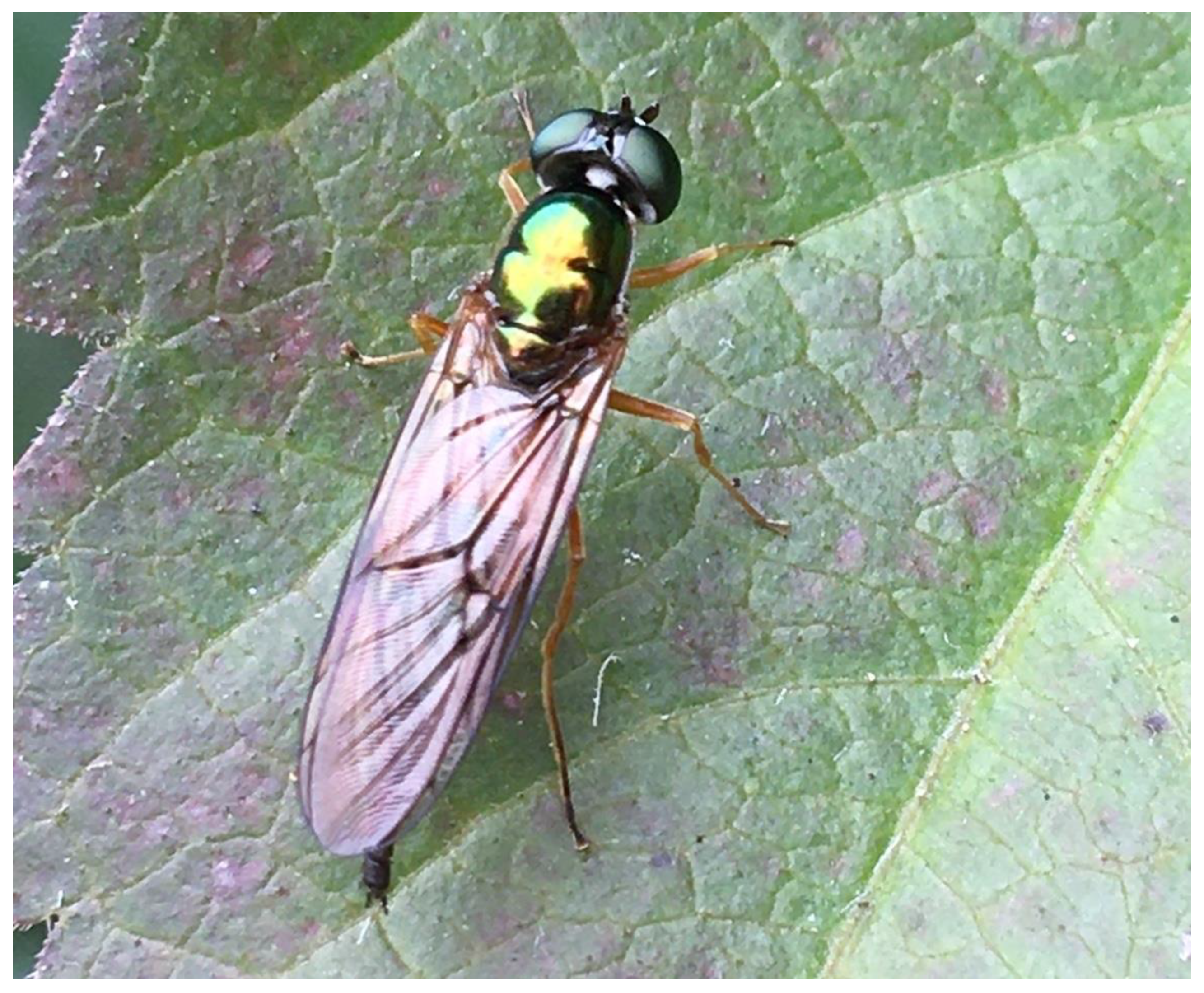 Insects 12 00302 g002 Insects 12 00302 g002