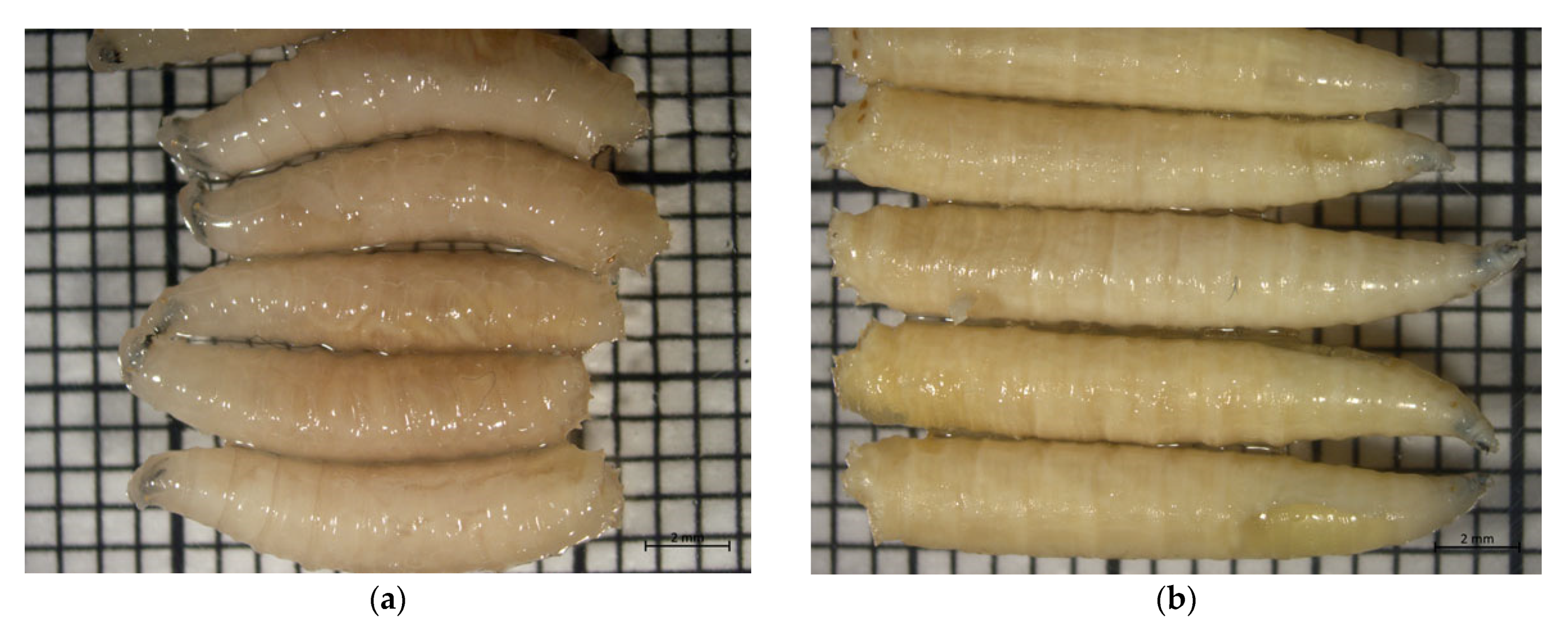 Insects 12 00312 g001 Insects 12 00312 g001