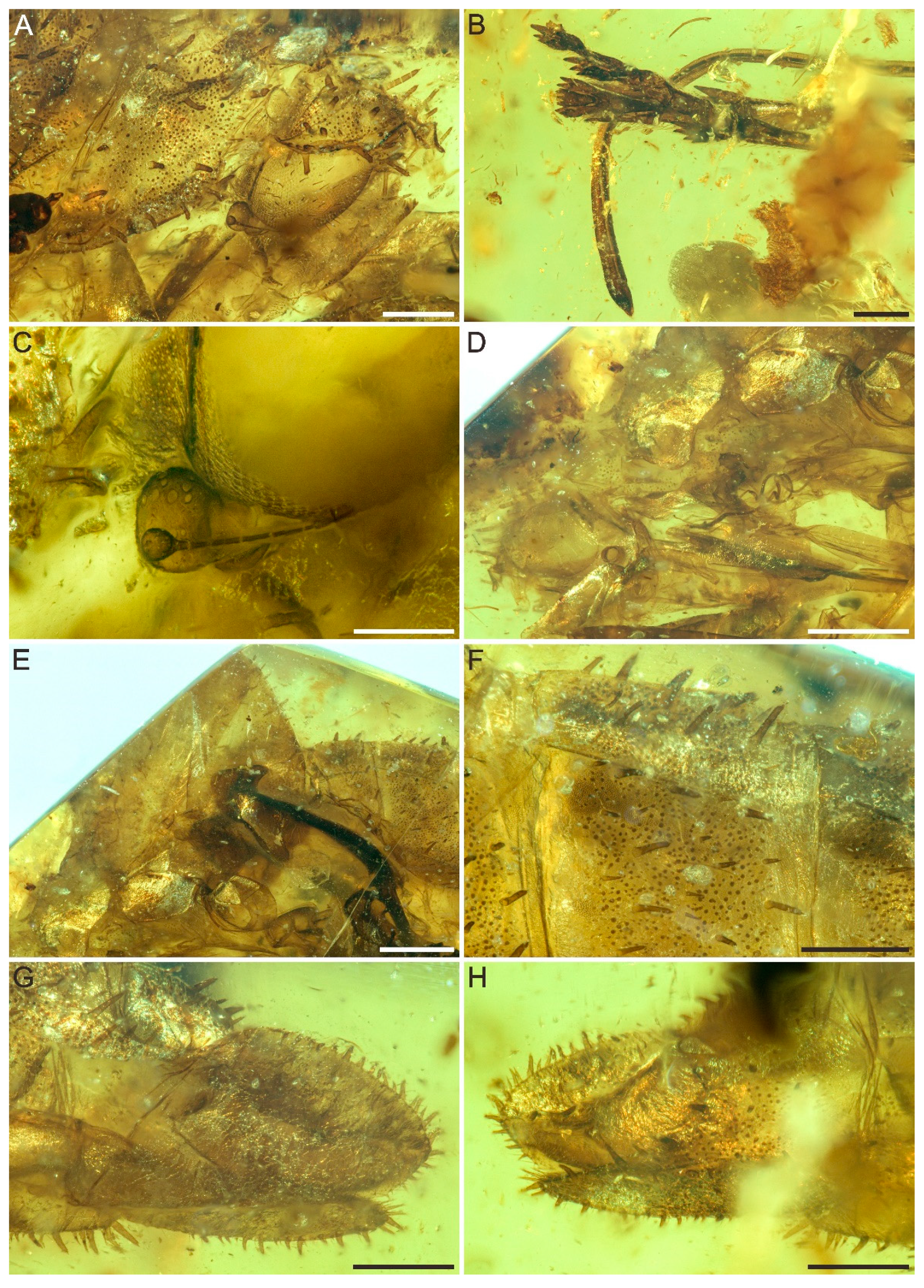 Insects 12 00318 g002