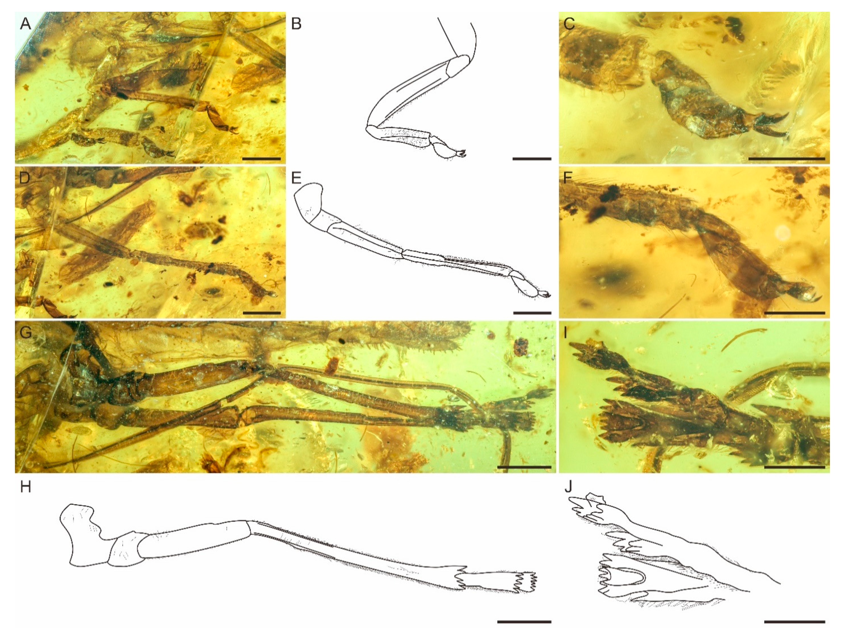 Insects 12 00318 g003