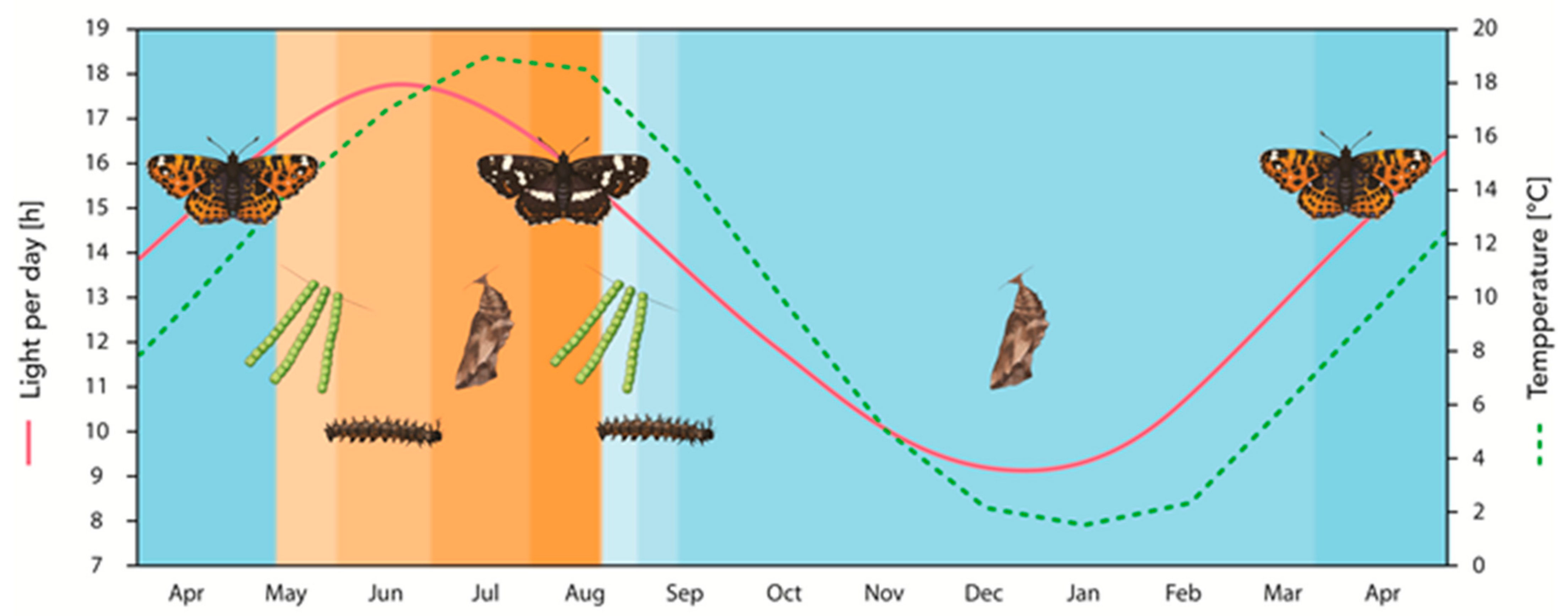 Insects 12 00325 g001