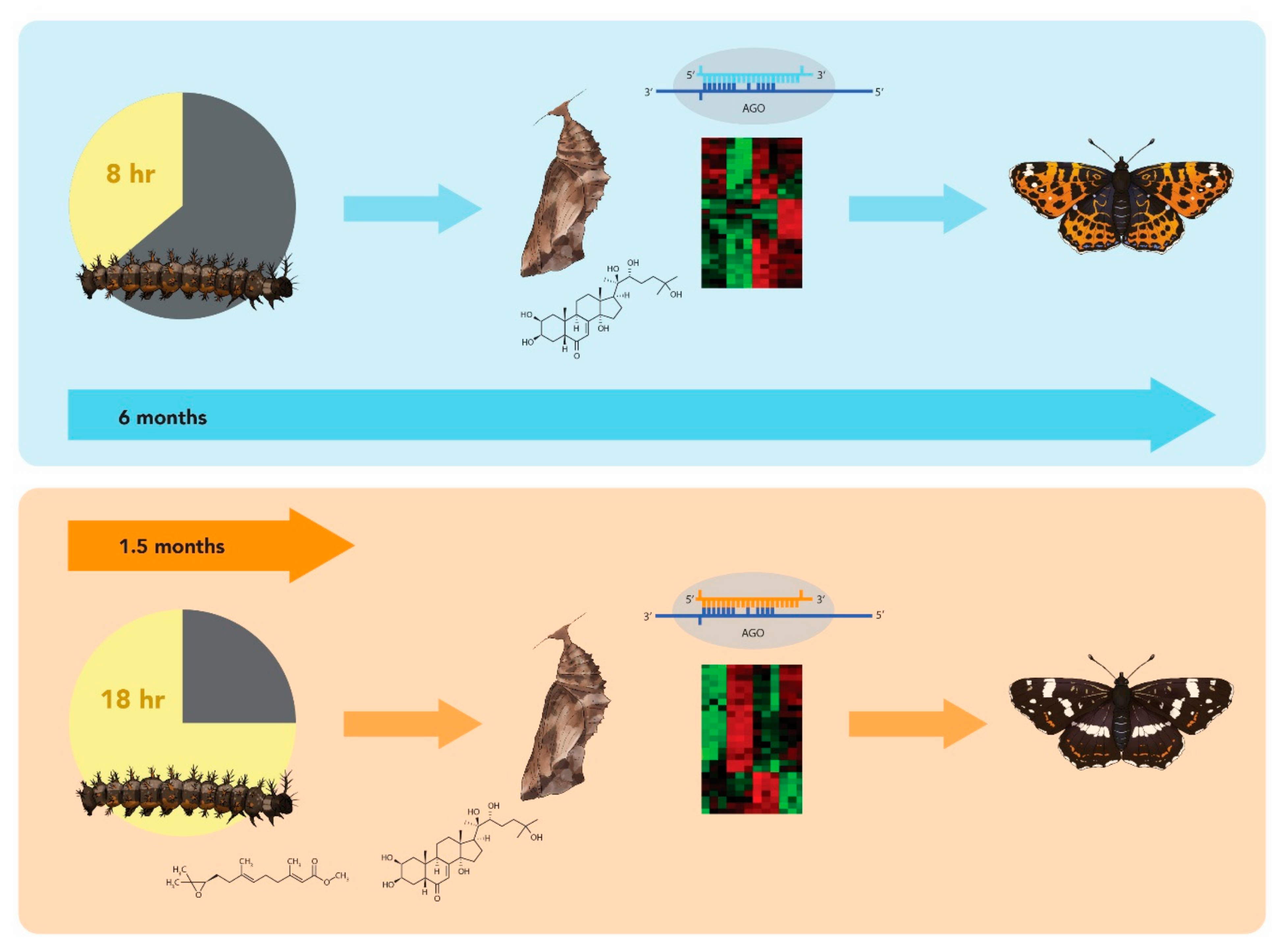 Insects 12 00325 g002