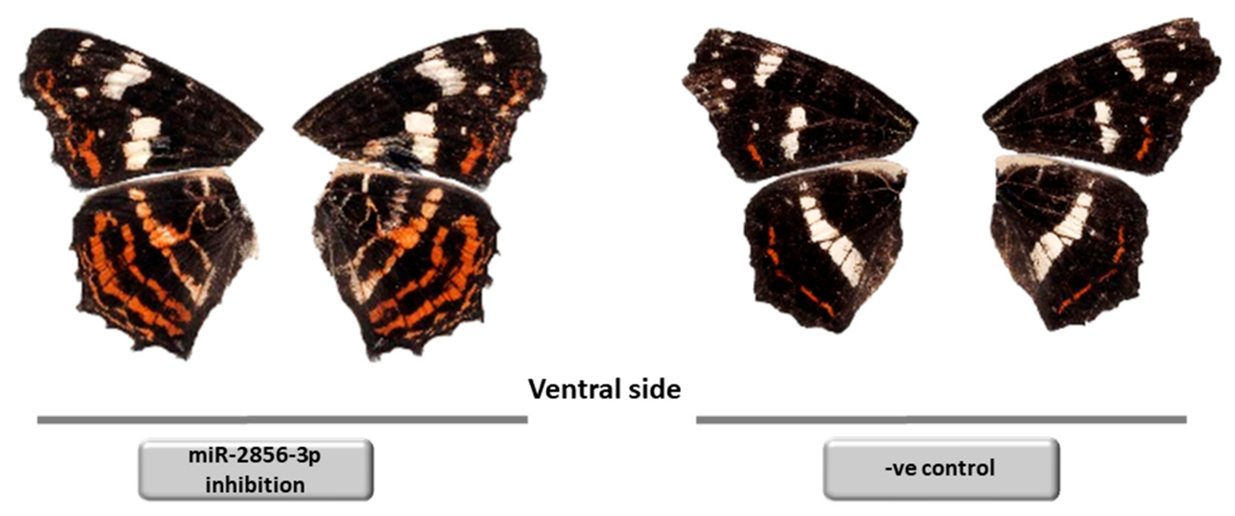 Insects 12 00325 g003