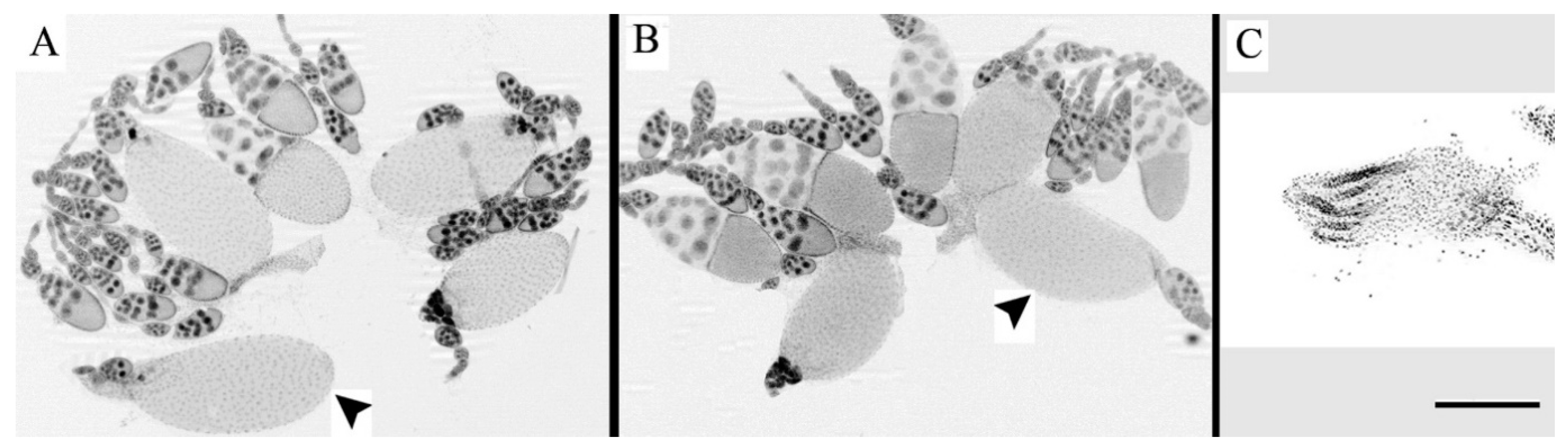 Insects 12 00336 g001