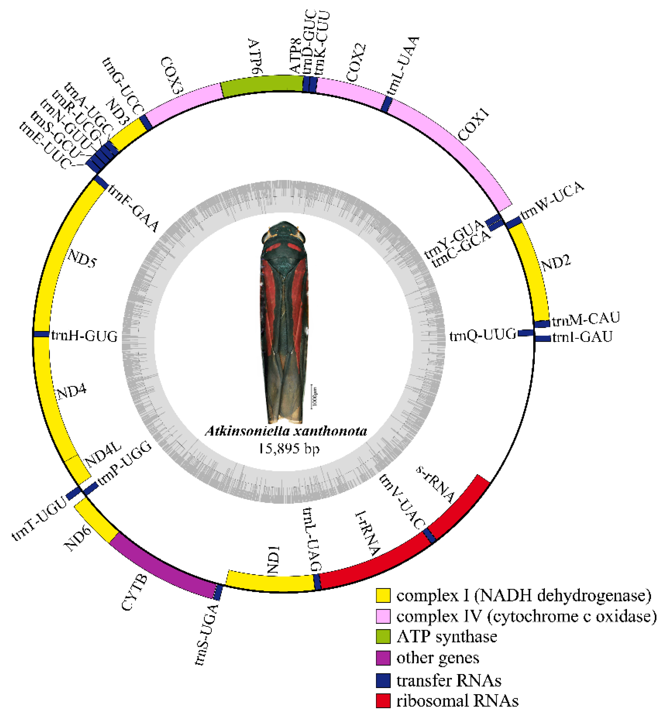 Insects 12 00338 g002 Insects 12 00338 g002
