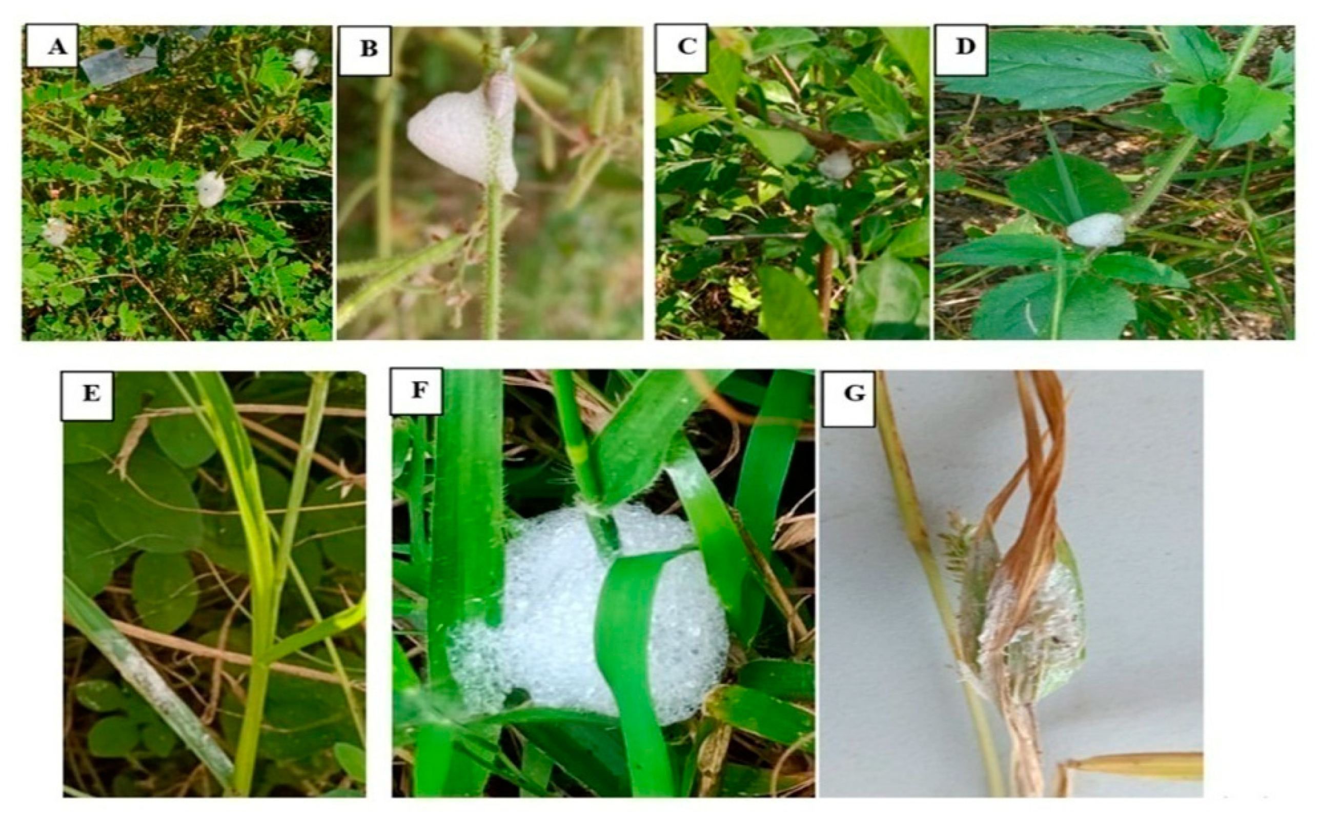 Insects | Free Full-Text | Biofoam of Spittlebug, Poophilus costalis  (Walker): Preferential Sites, Temperature Regulation, Chemical Composition  and Antimicrobial Activity