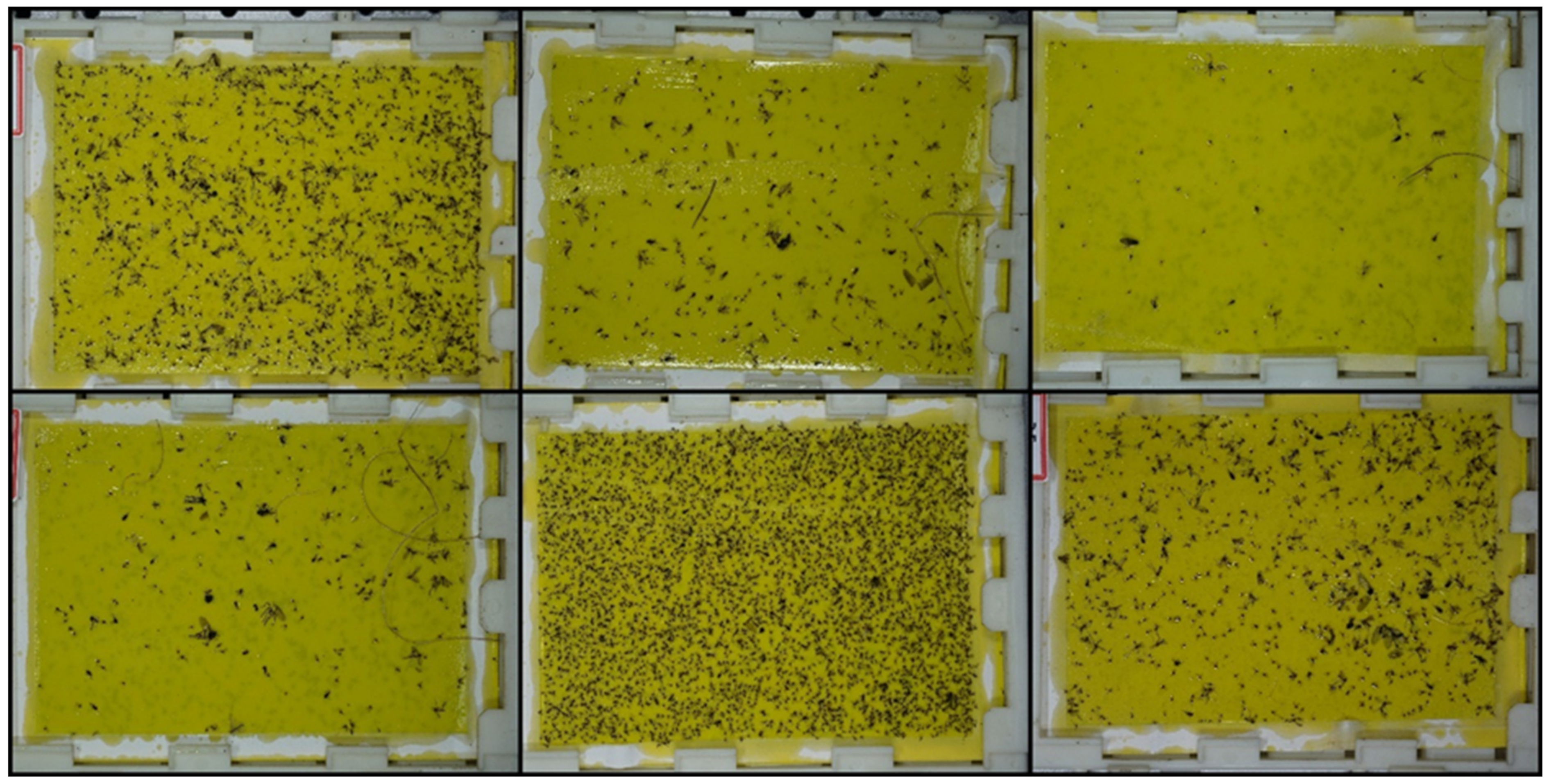 Insects 12 00342 g003