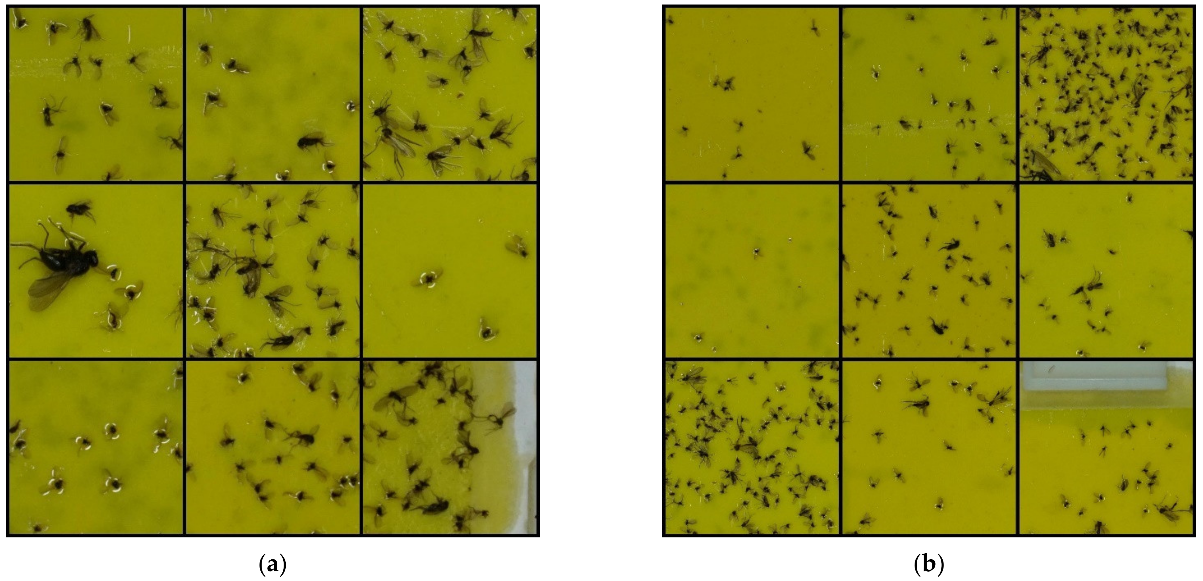 Insects 12 00342 g004