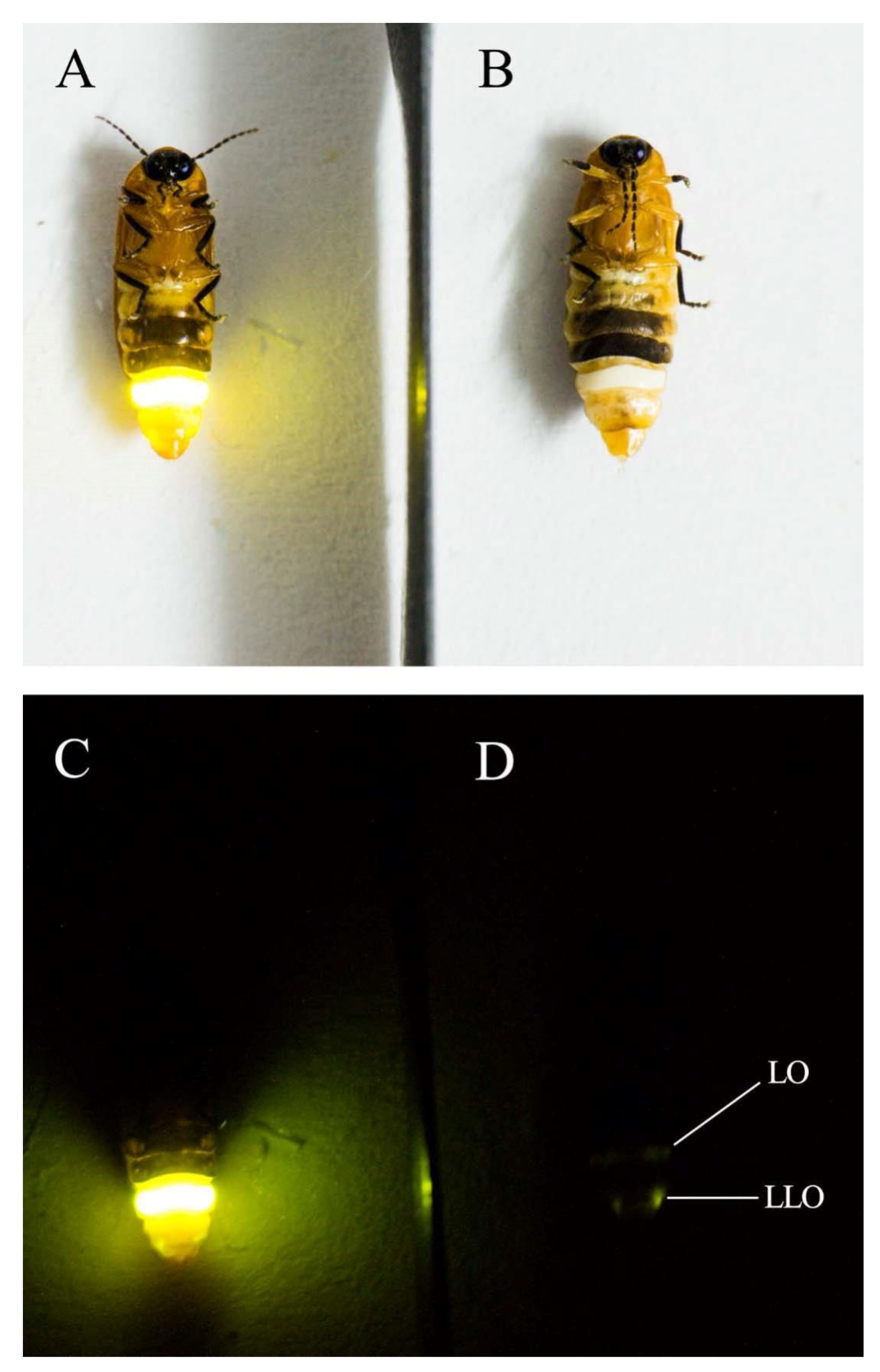 Insects 12 00359 g0a2 Insects 12 00359 g0a2