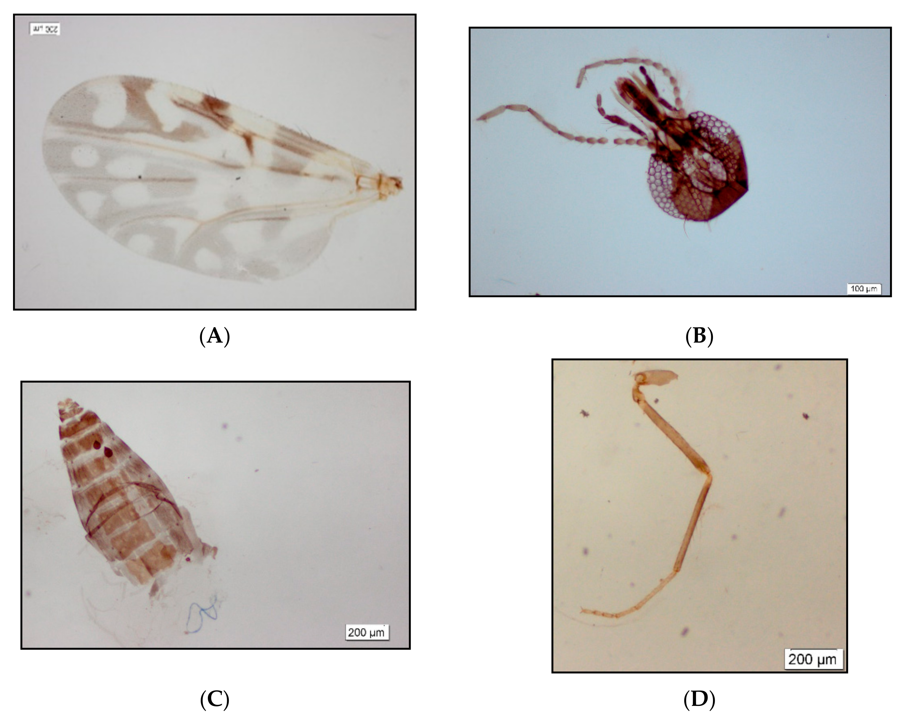 Insects 12 00366 g001 Insects 12 00366 g001